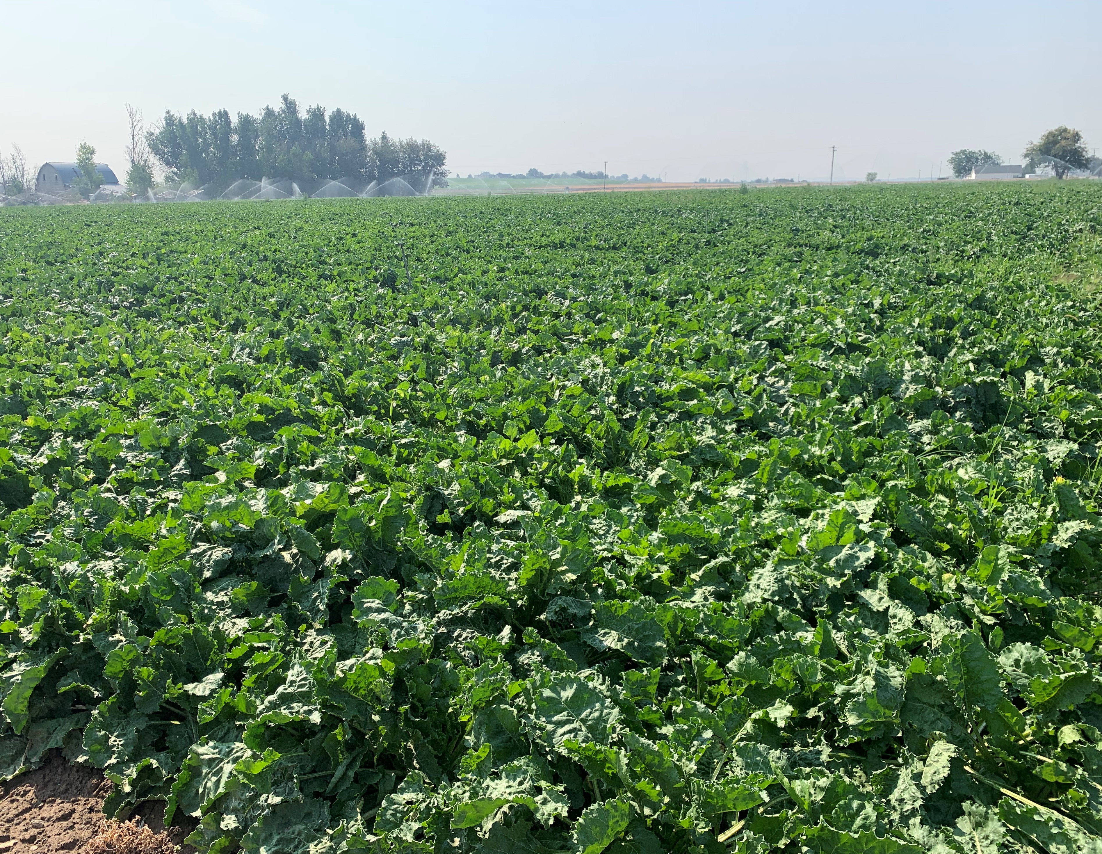 Picture of a sugarbeet field
