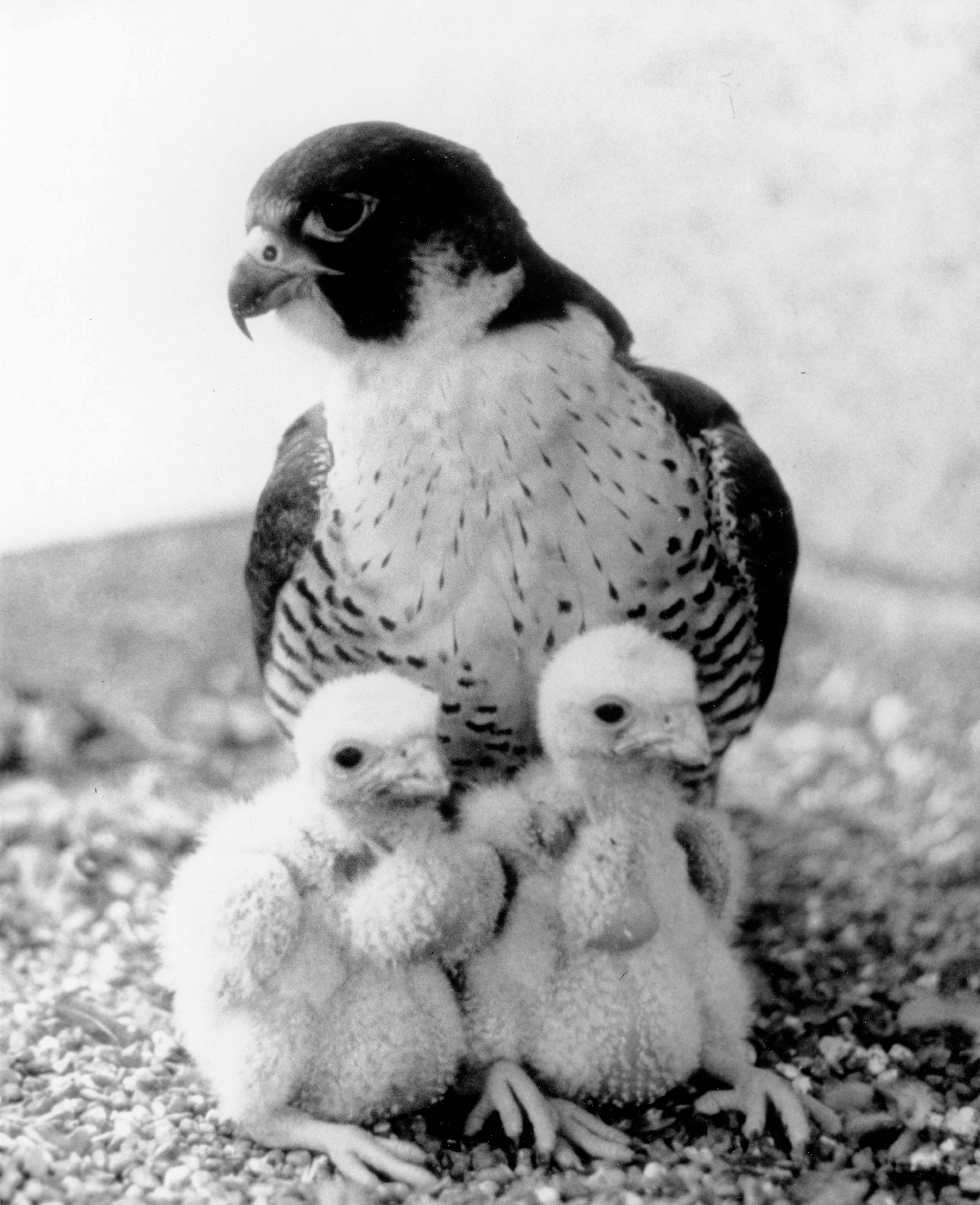 A peregrine falcon with chicks.