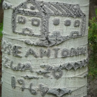 An Aspen arborglyph of a building, with Basque writing and the year 1967