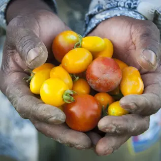 Hands holding fresh tomatoes