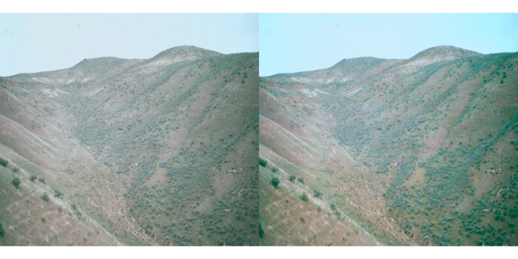 landscape photo showing the spread of cheatgrass