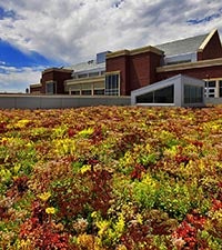 COBE Roof with Flowers