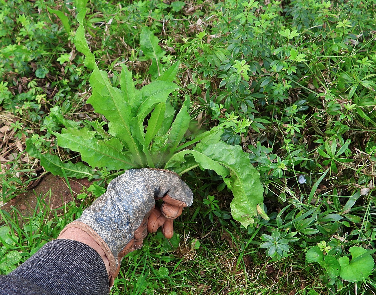 A hand pulling up weeds.