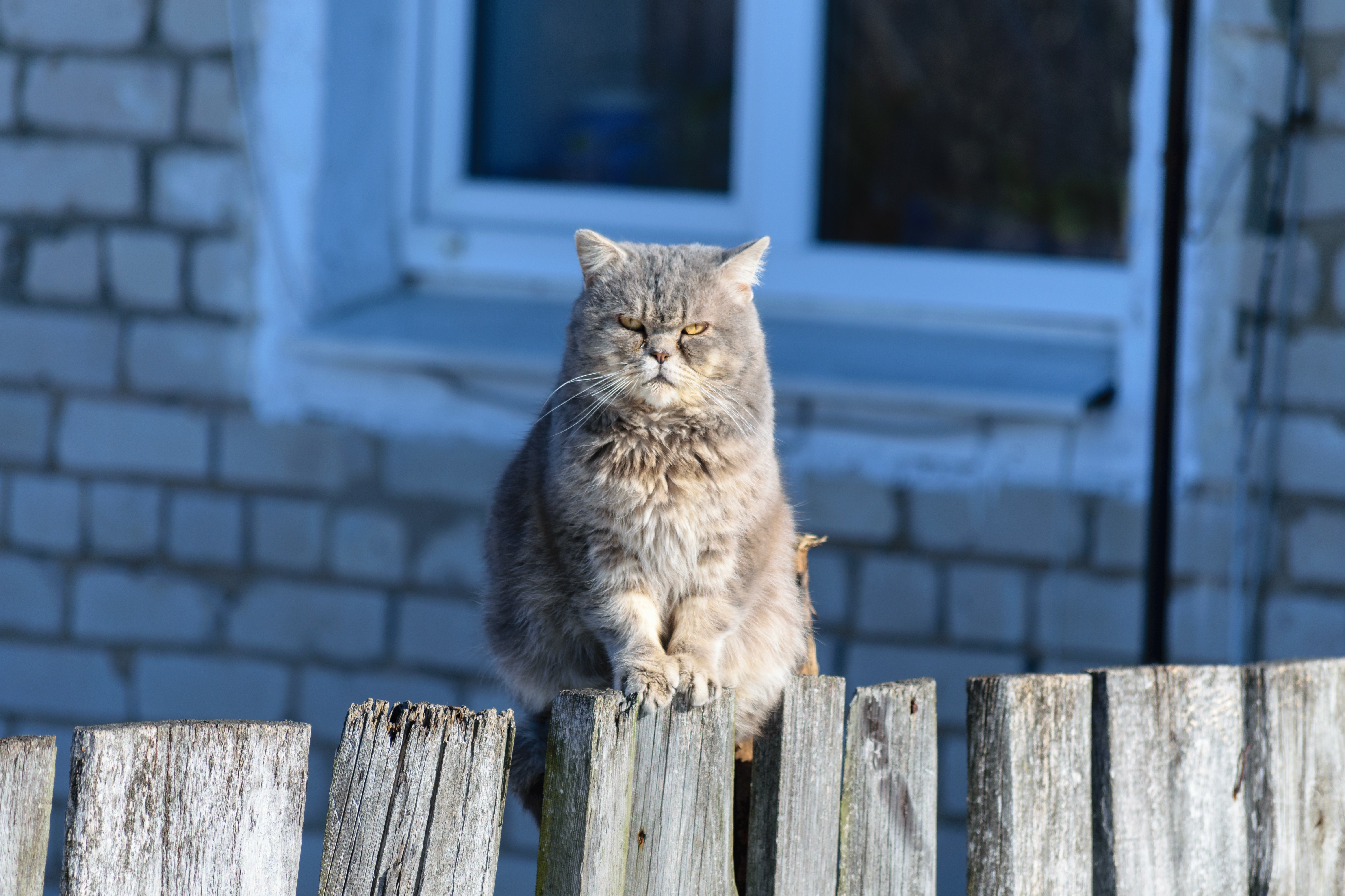 Grumpy cat sits on a fence