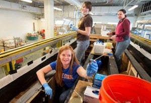 lab