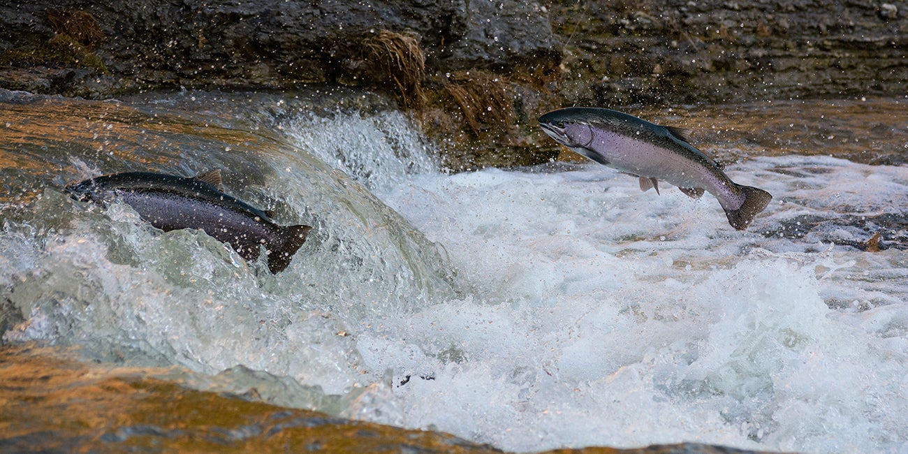 salmon