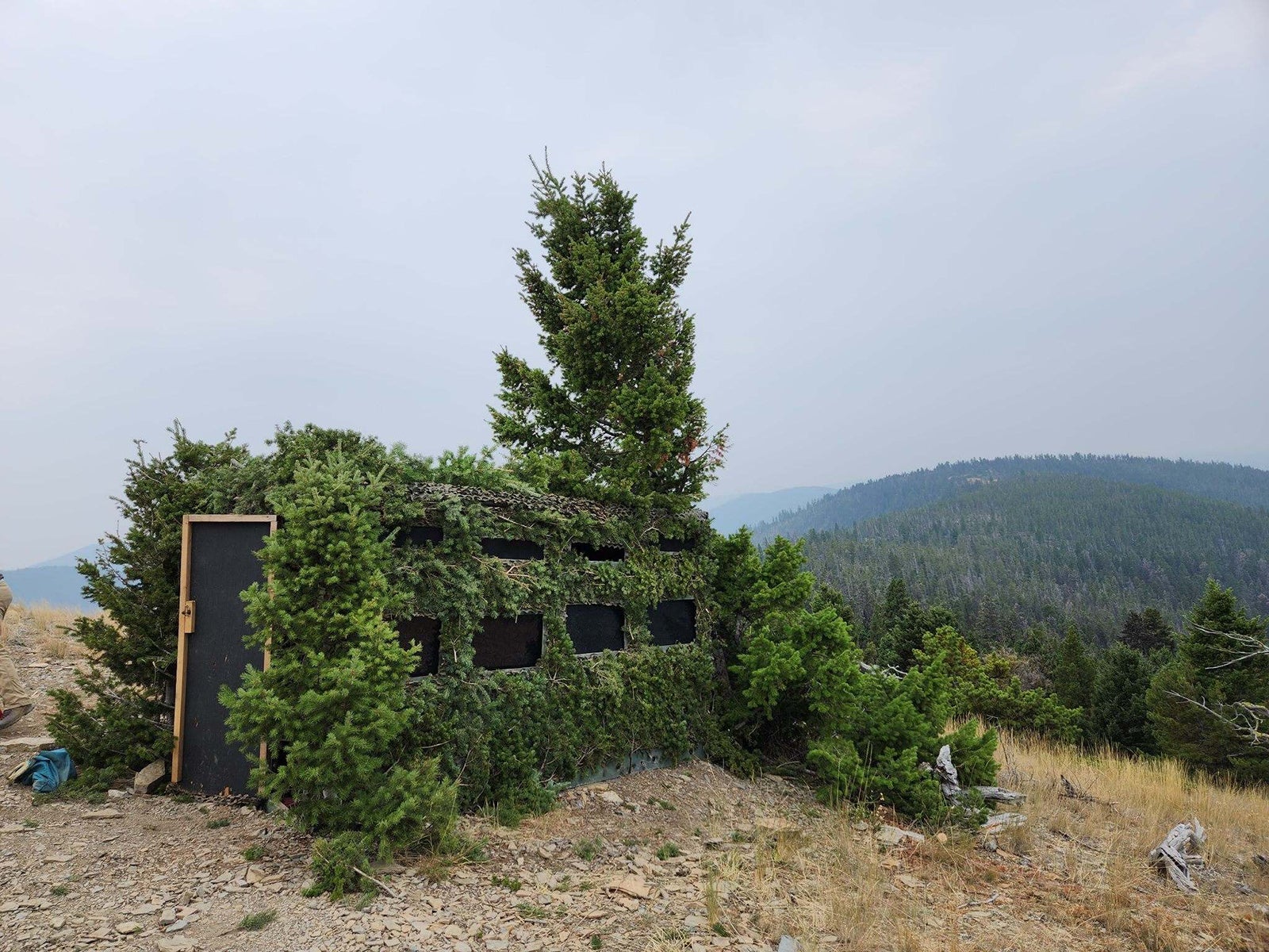A look at the outside of the trapping blind, which has been heavily camouflaged with conifer branches to make it as inconspicuous as possible. While heavy camouflage is not necessary to trap most raptors, it is critical for Golden Eagles, which can be acutely aware of irregularities in their surroundings. Photo by Sarah Scott