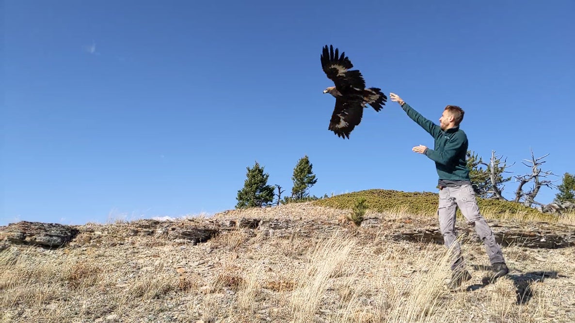 Brian Busby releasing a young Golden Eagle back to the wild to continue its migration southward. The white present in the wings and at the base of the tail is a good field mark for identifying younger Golden Eagles. Photo by Kevin Meyers