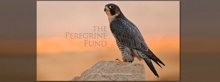 peregrene falcon