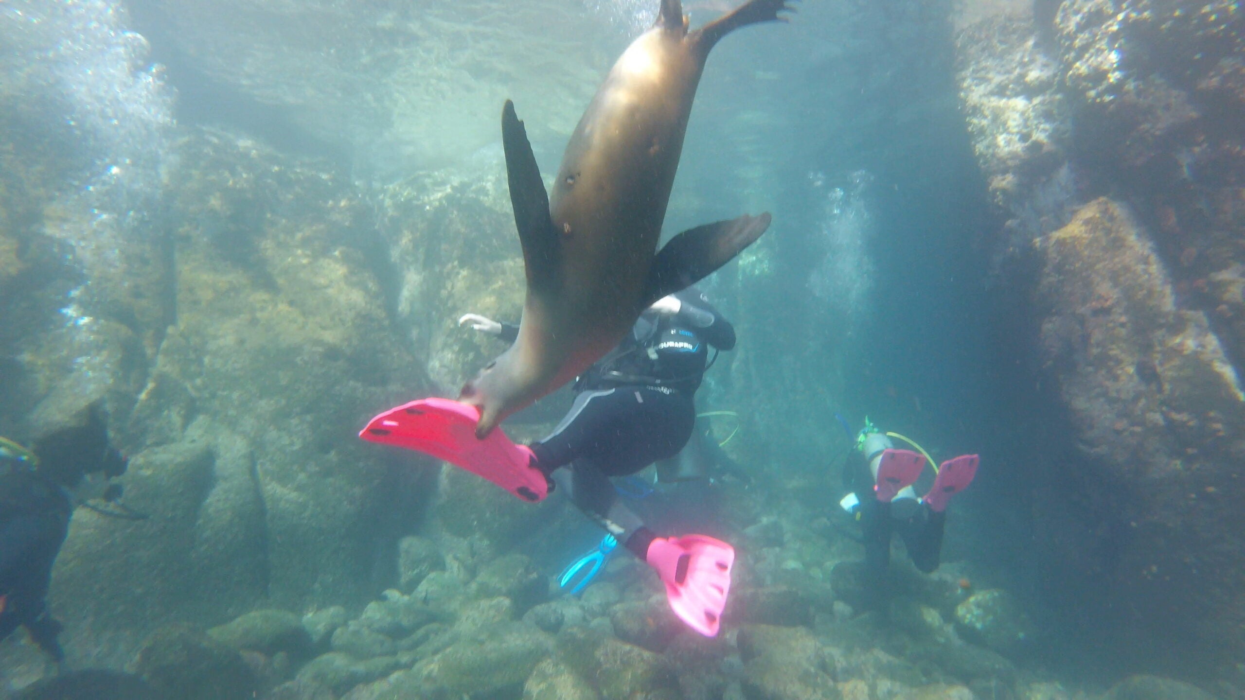 Calais Schneider, in scuba gear, shares a moment underwater with a curious seal.