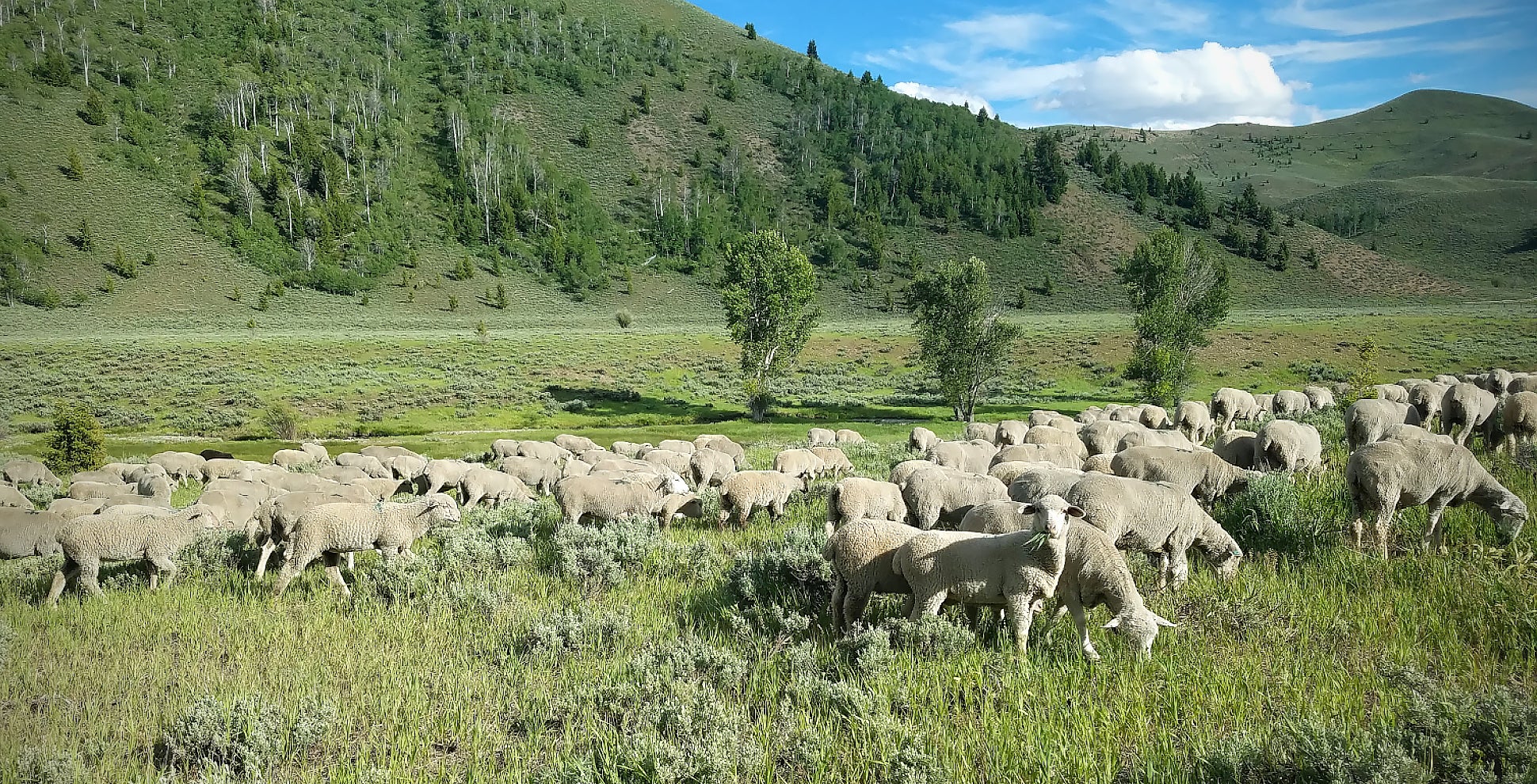 Decorative image – sheep in Idaho landscape