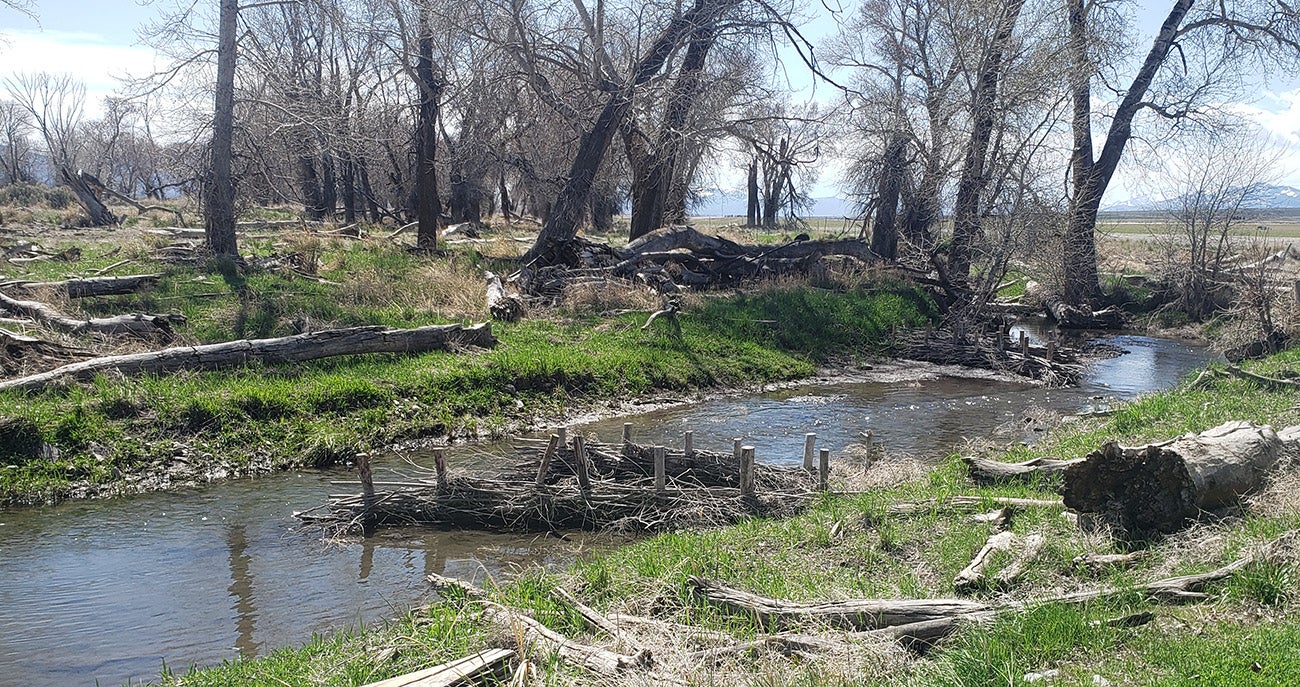 A partial dam in a stream to attract beavers.