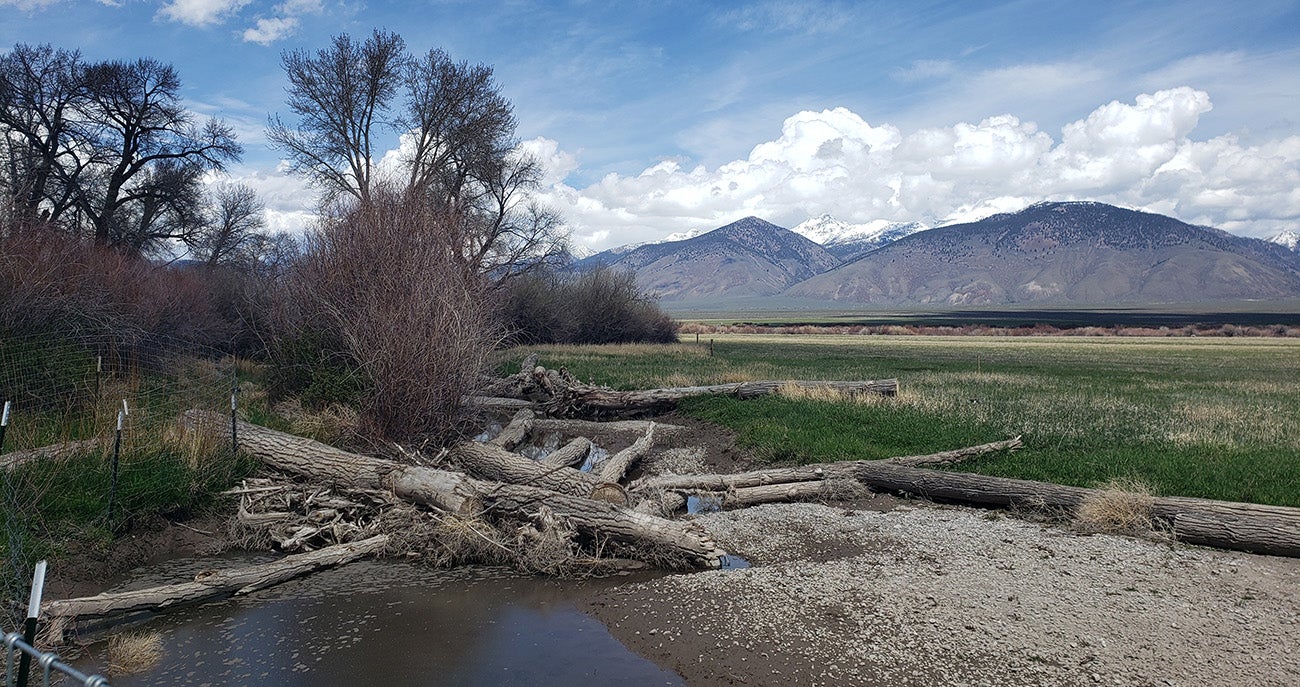 Logs placed in a stream to attract beavers.