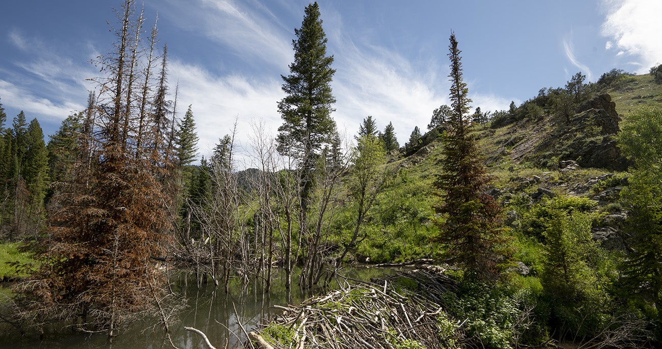 A fully restored site with a beaver dam and upstream pool.