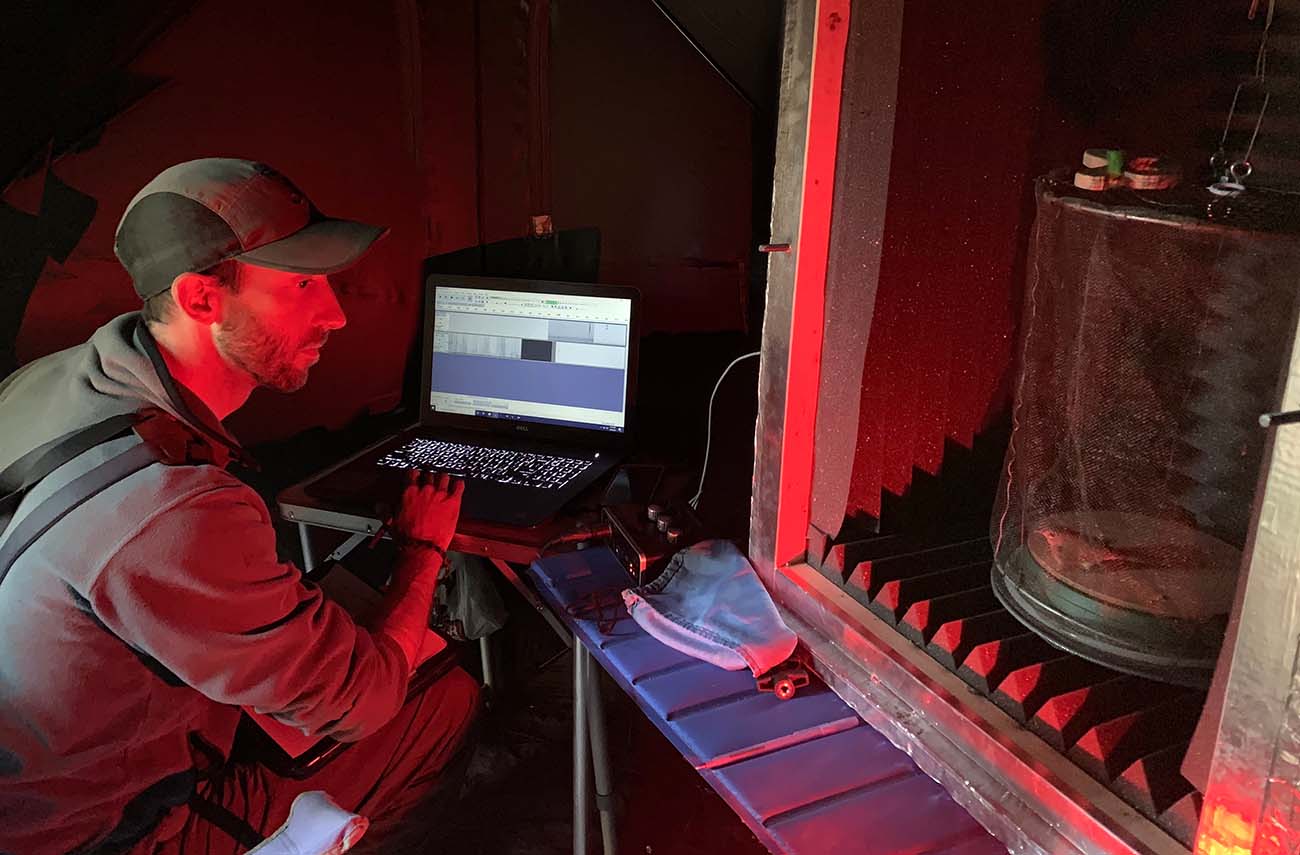 Bioacoustics technician sits in a dark tent with a laptop, illuminated by a dim red light