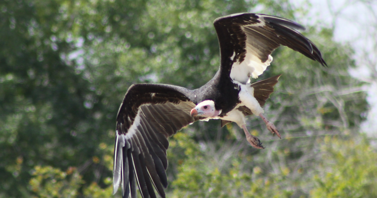 The White Headed Vulture Gorongosa National Park S Avian Mascot Intermountain Bird Observatory,Grilled Salmon Poke Bowl Recipe