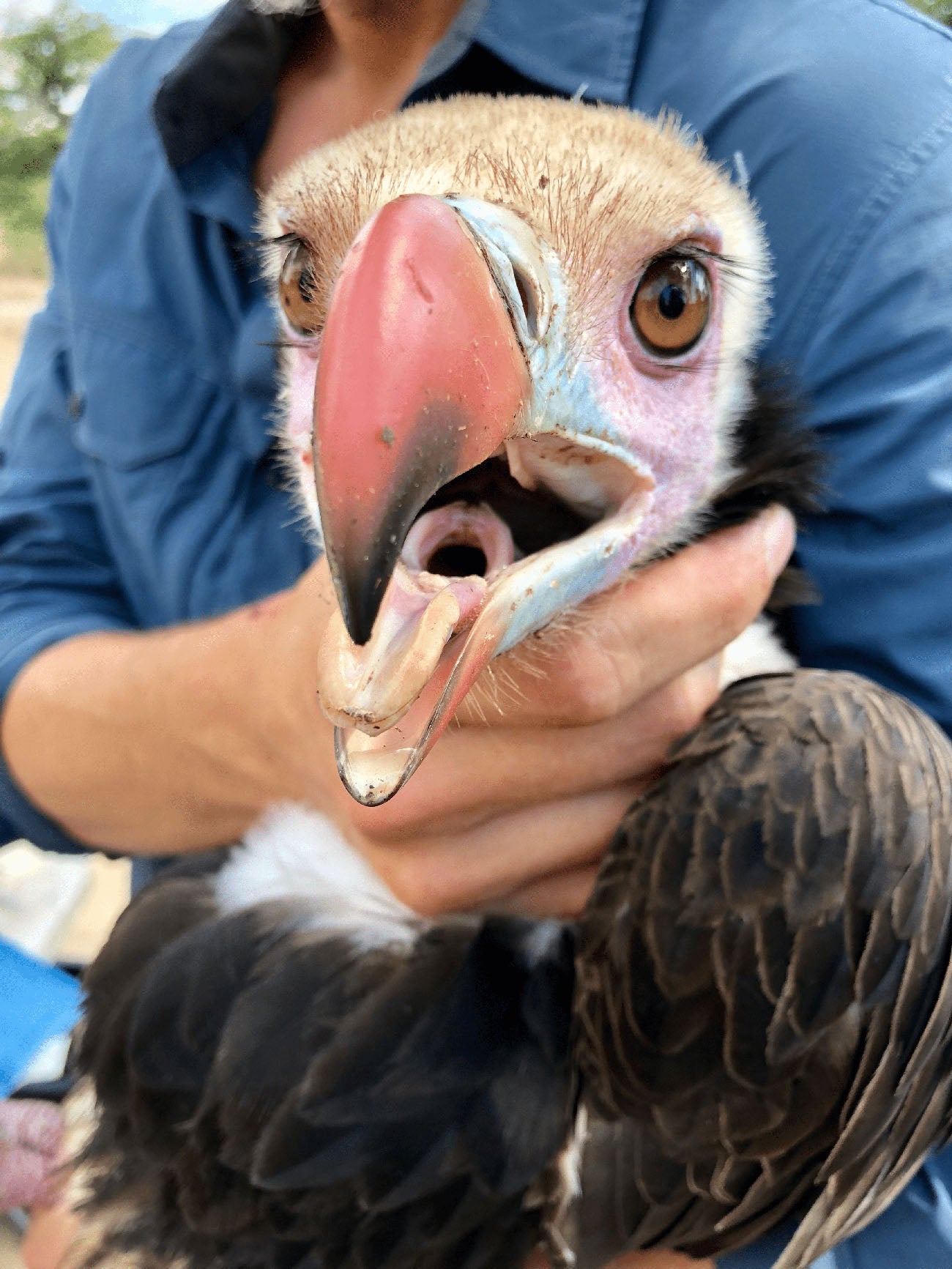 A White-headed Vulture is held safely by biologists as it gets its transmitter.