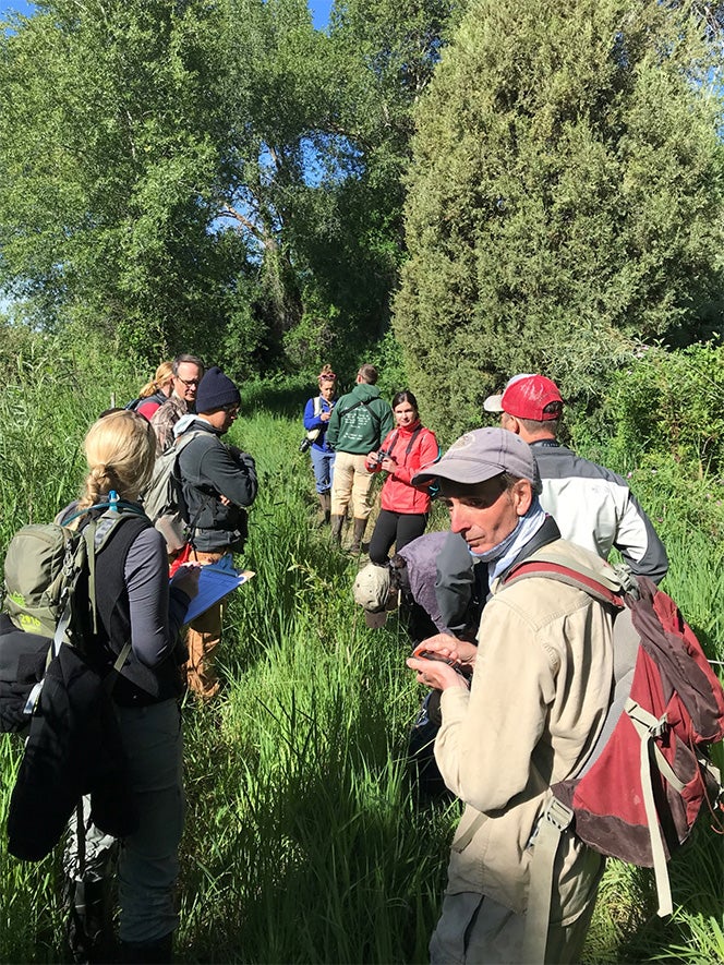 a team of biologists stand in a grassy opening in a grove of cottonwood trees