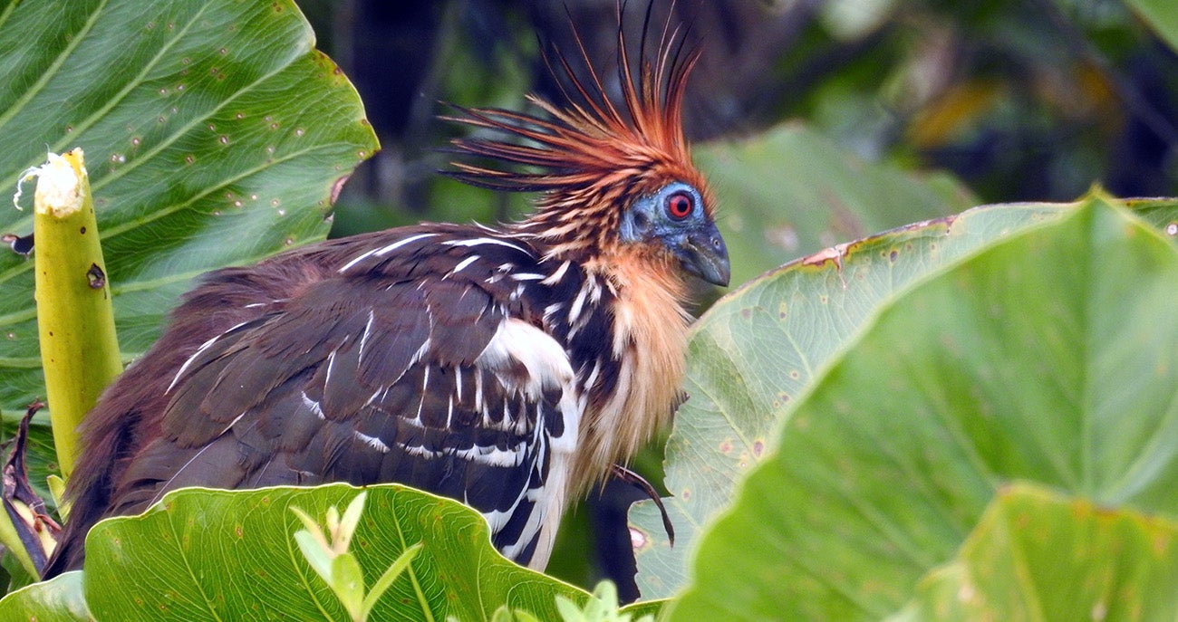 Hoatzin photographed in the wild