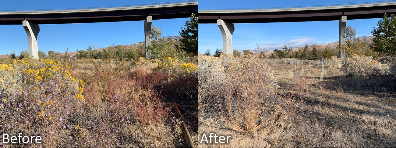 the "before" image shows an area cluttered with weeds, but surrounded by blooming rabbitbrush (yellow) and aster (purple). The after image shows the same view, but the weeds are cleared out and small mesh cages surround newly planted seedlings