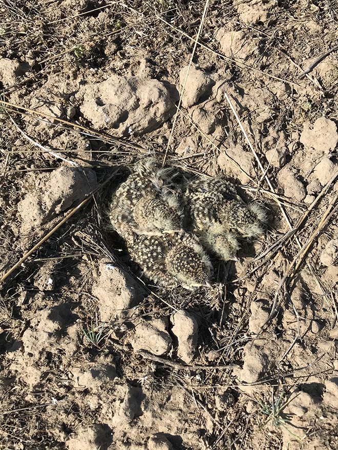 three very camouflaged brown speckled chicks huddle together in a small impression in the dirt. Not much of a nest structure is visible
