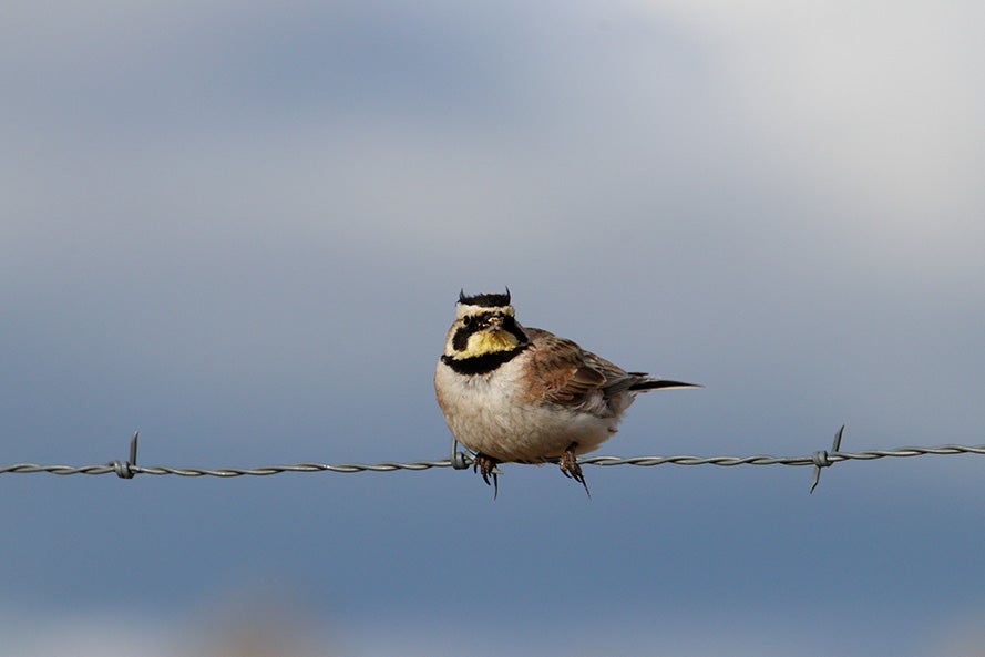 a horned lark, with brown body, yellow face, and two black feather tufts on its head give the appearance of horns