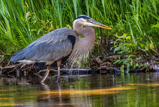 A heron wades in the water with reeds and grass in the background