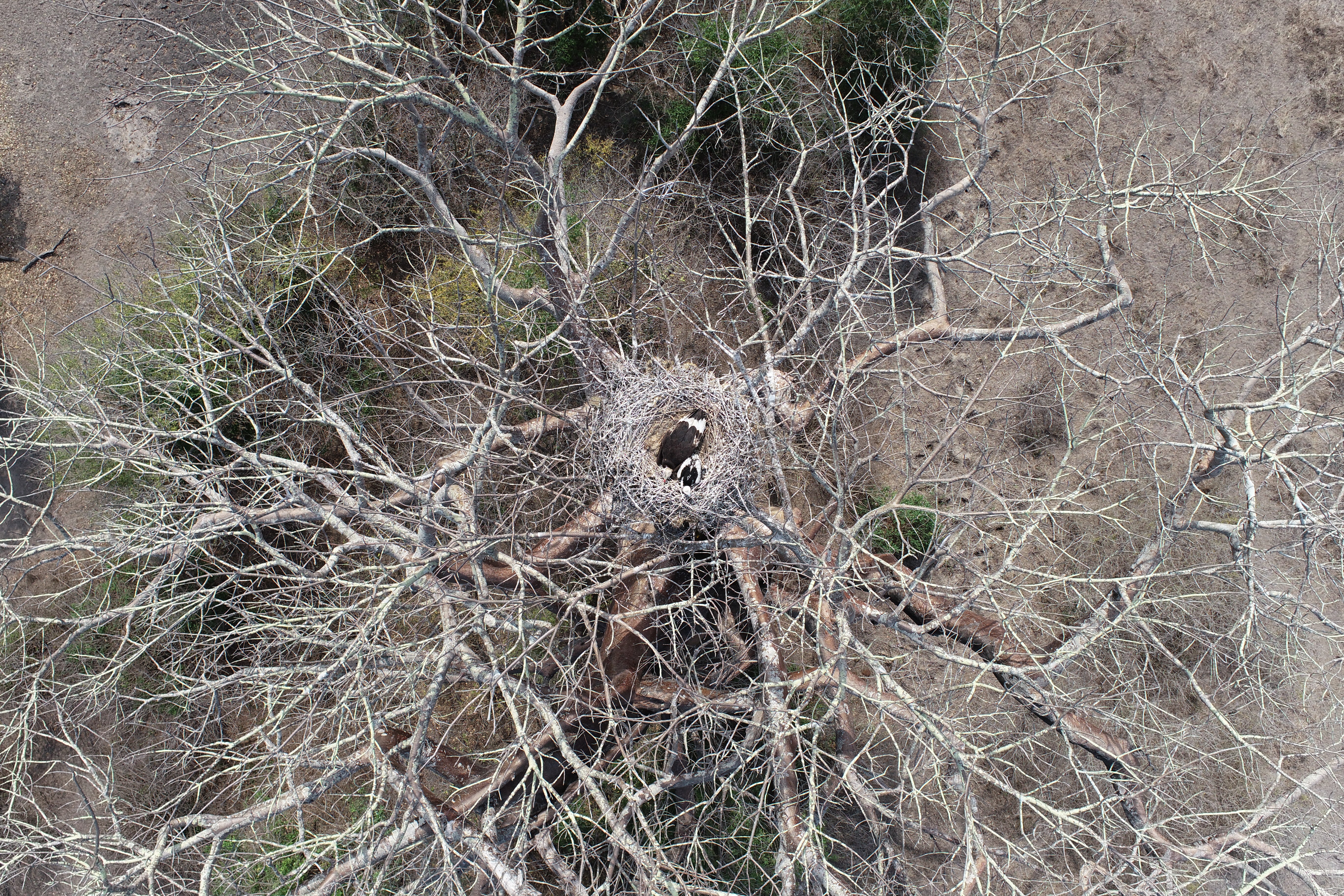 Aerial view of huge tree with large stick nest containing 2 large birds.