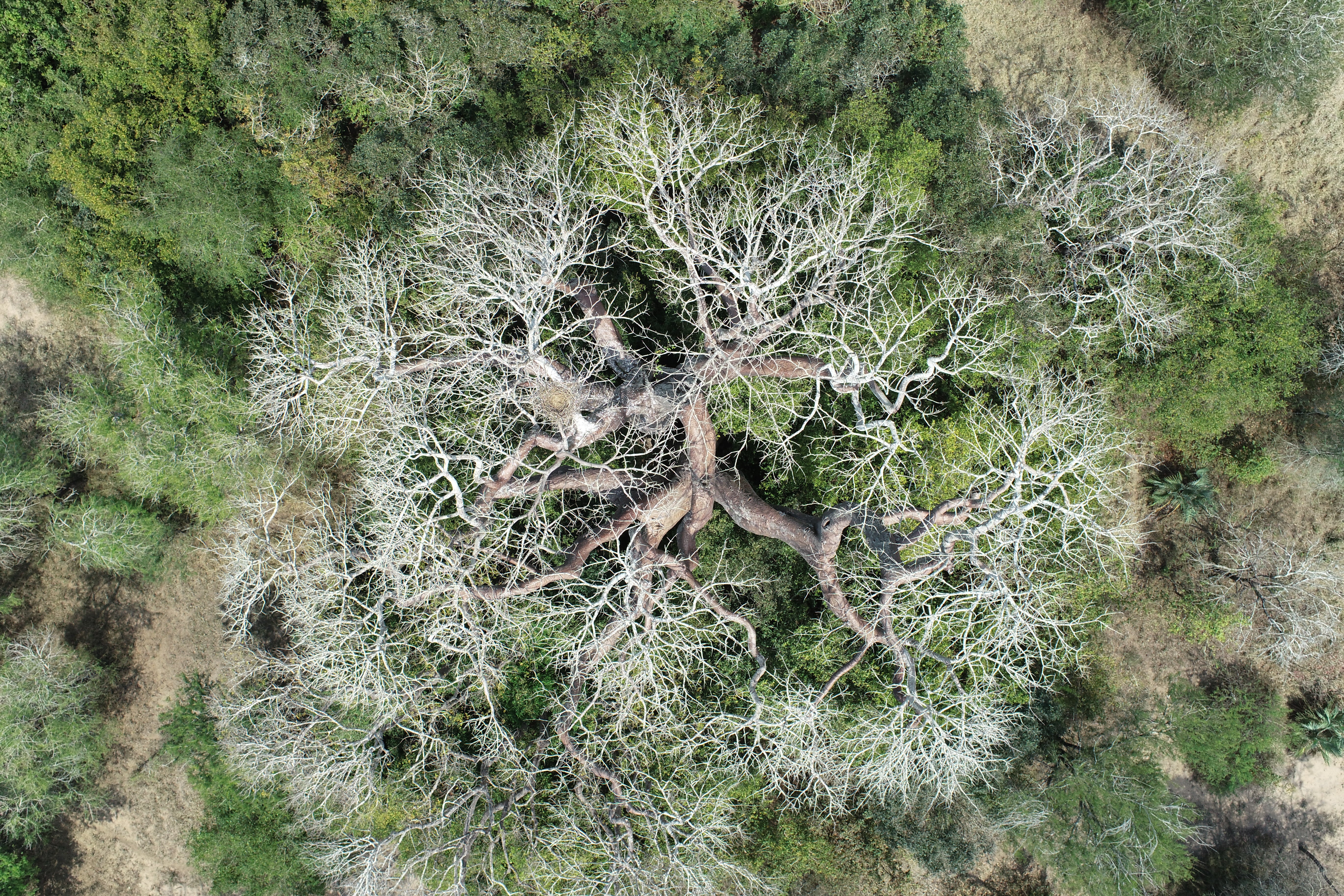 Aerial view of a large gray tree with a weblike network of branches surrounded by bright green shrubs