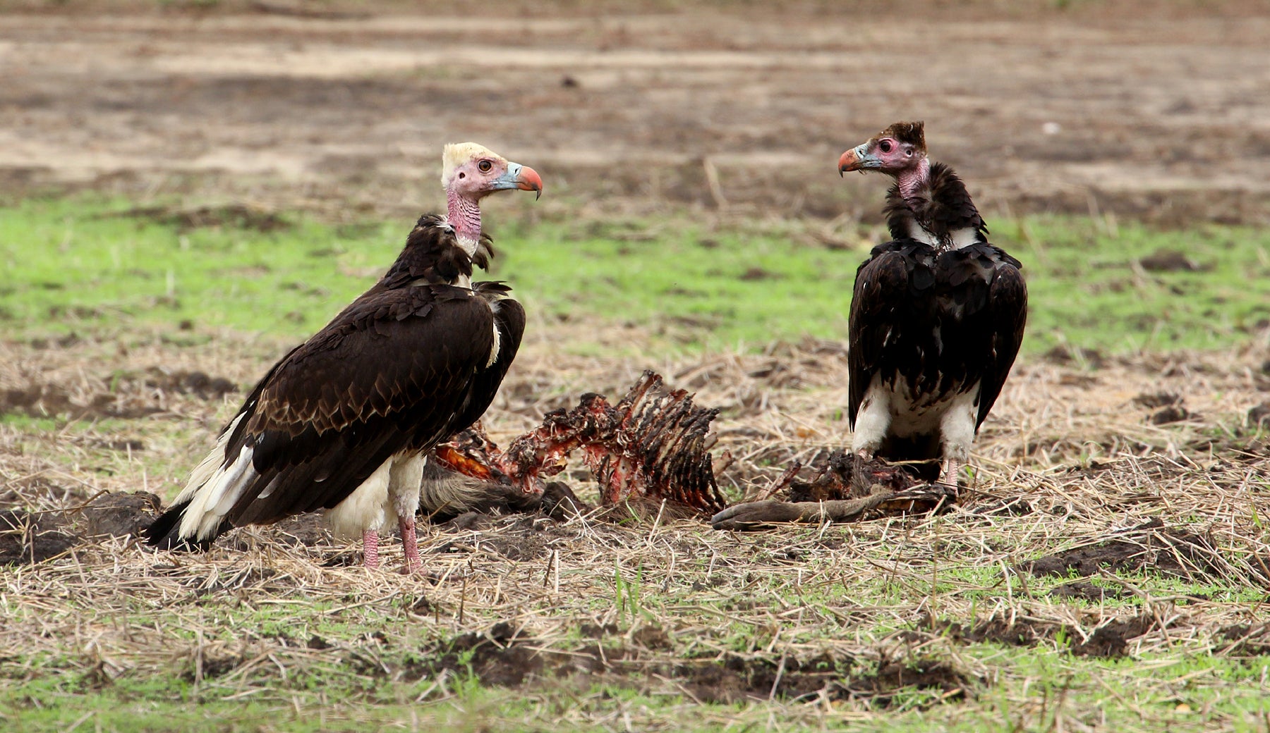 Two large birds, one with light colored head and the other with a dark colored head stand opposing each other with the remains of a dead animal in between them lying on the ground