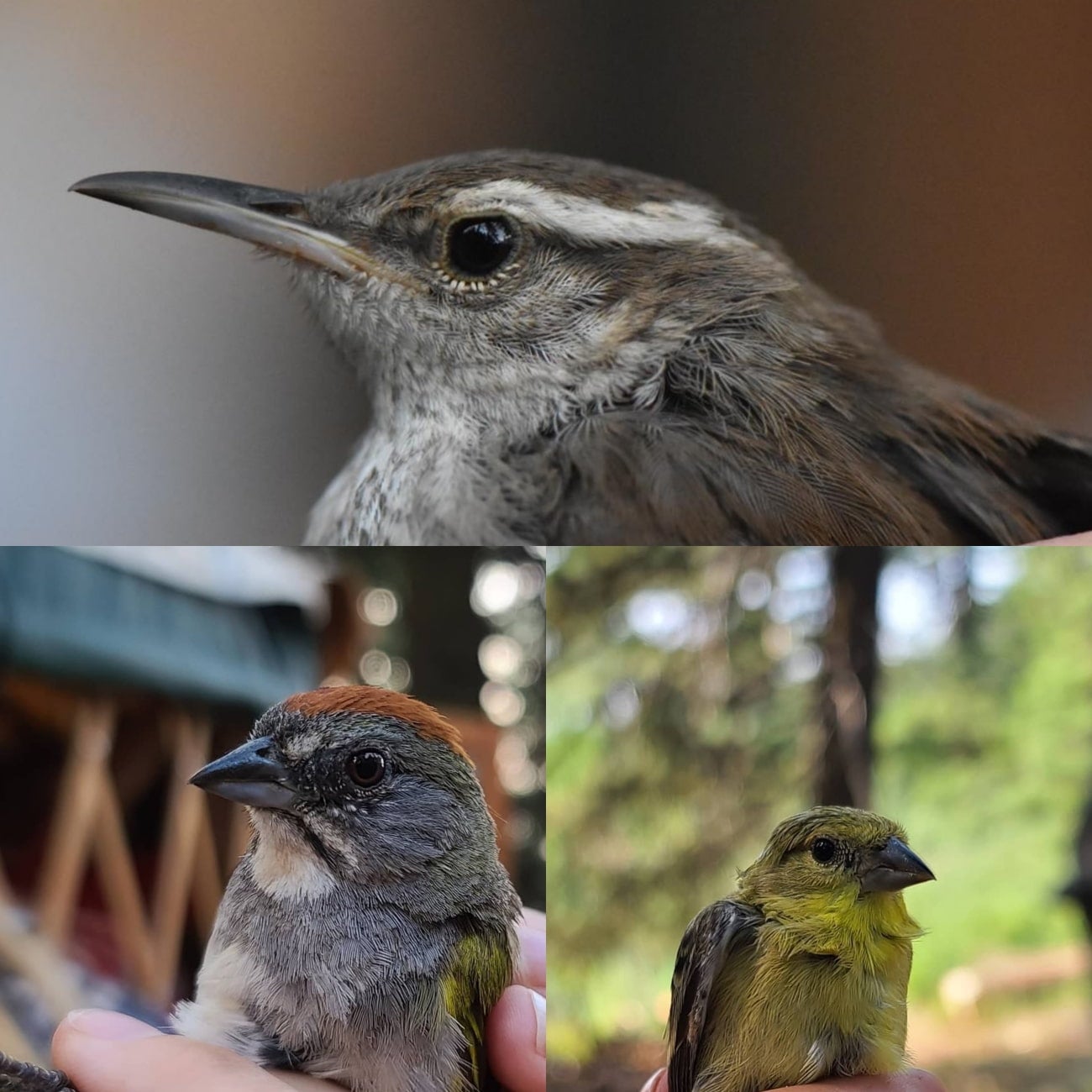 Bewick’s Wren, Green-tailed Towhee, and Lesser Goldfinch