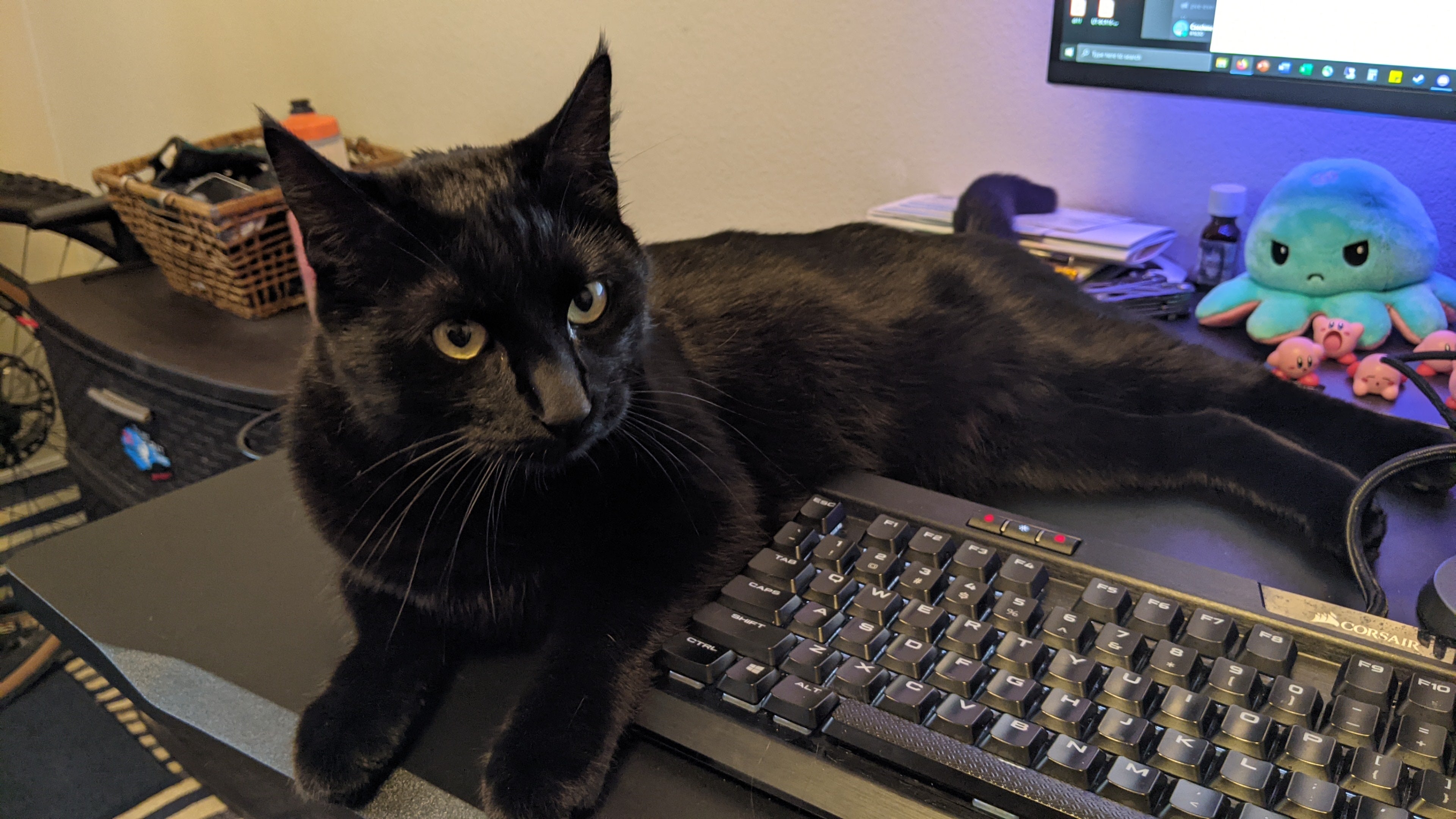 a black cat lays on top of a desk, nearly covering the keyboard, and looking at the photographer with a sassy look