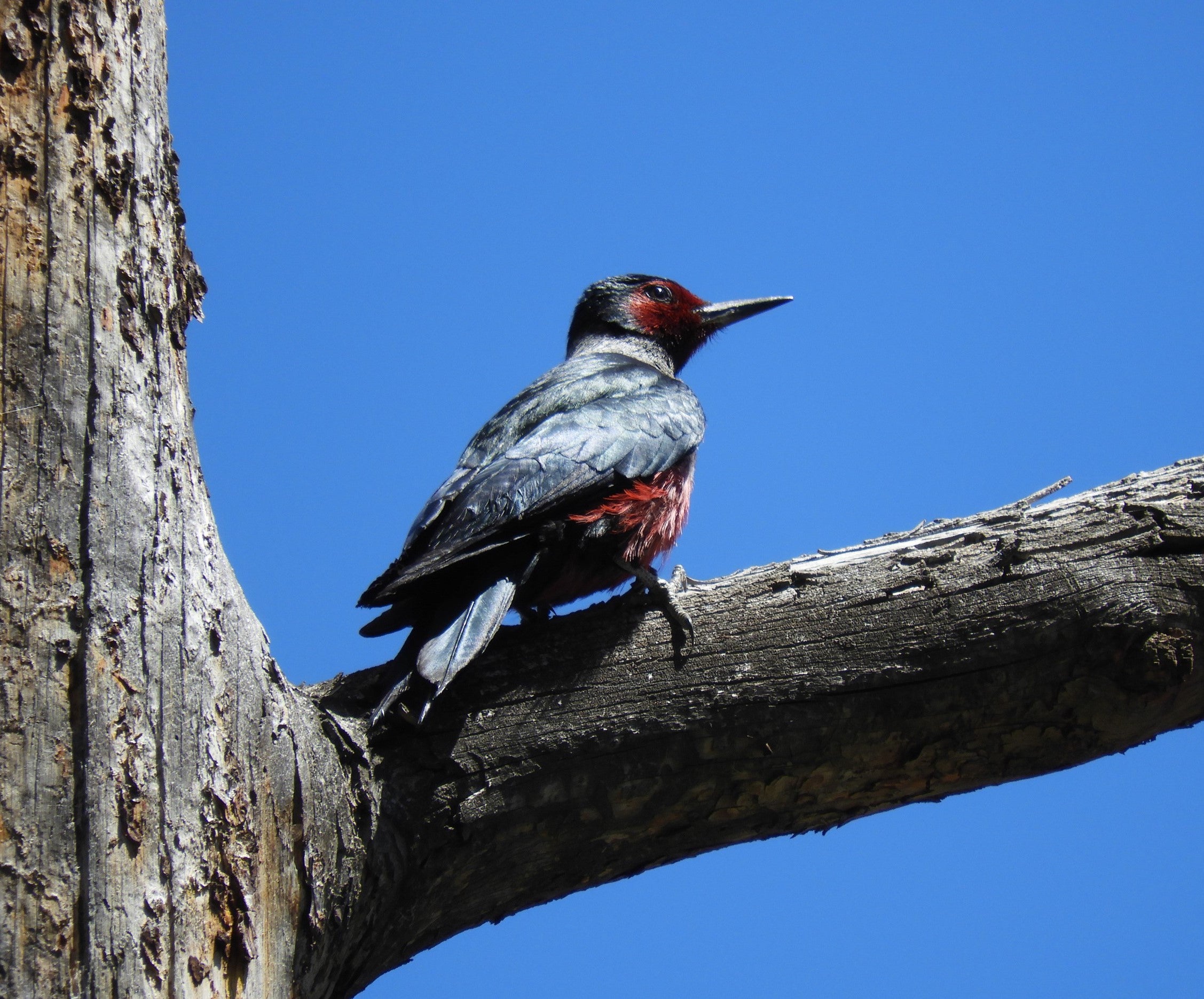 a closeup of a beautiful woodpecker with iridescent green-black back and rosy face