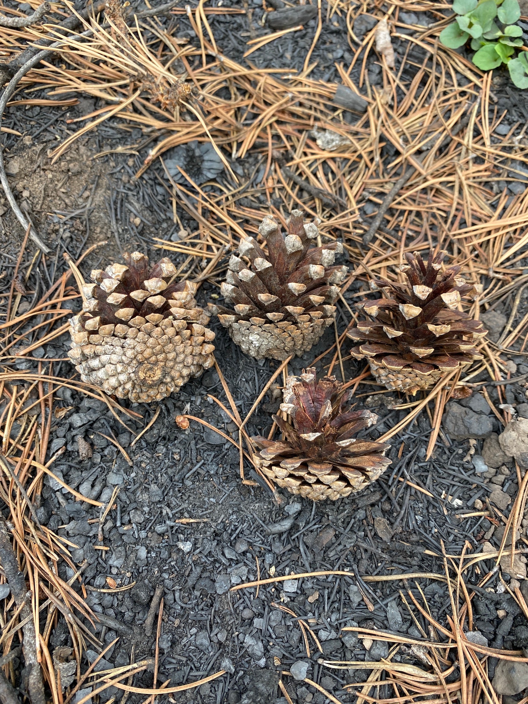 four lodgepole cones lay on the ground. They are visibly opened with large gaps between their scales