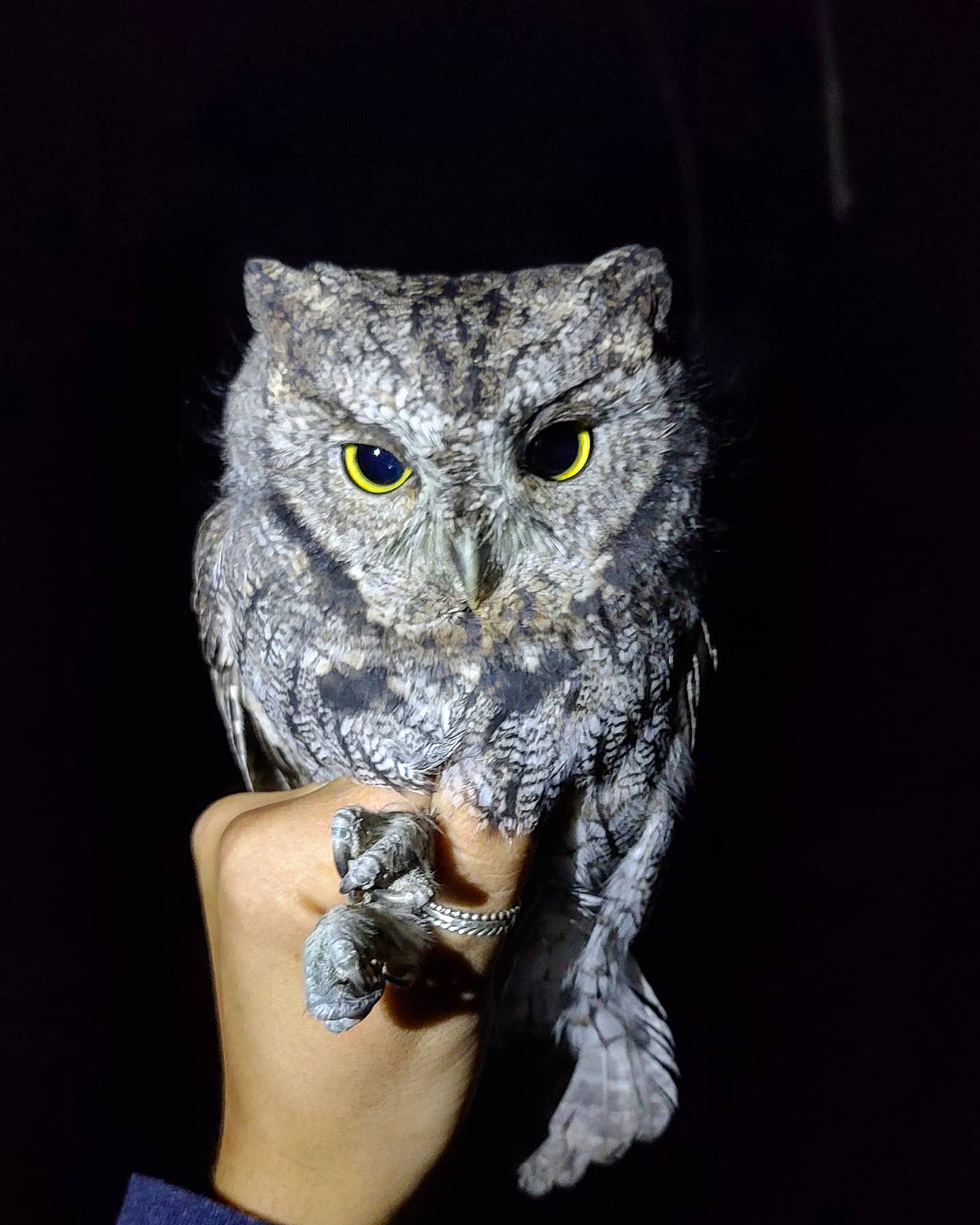 a streaked gray owl looks grumpily at the camera. It's feet are held carefully by a biologist