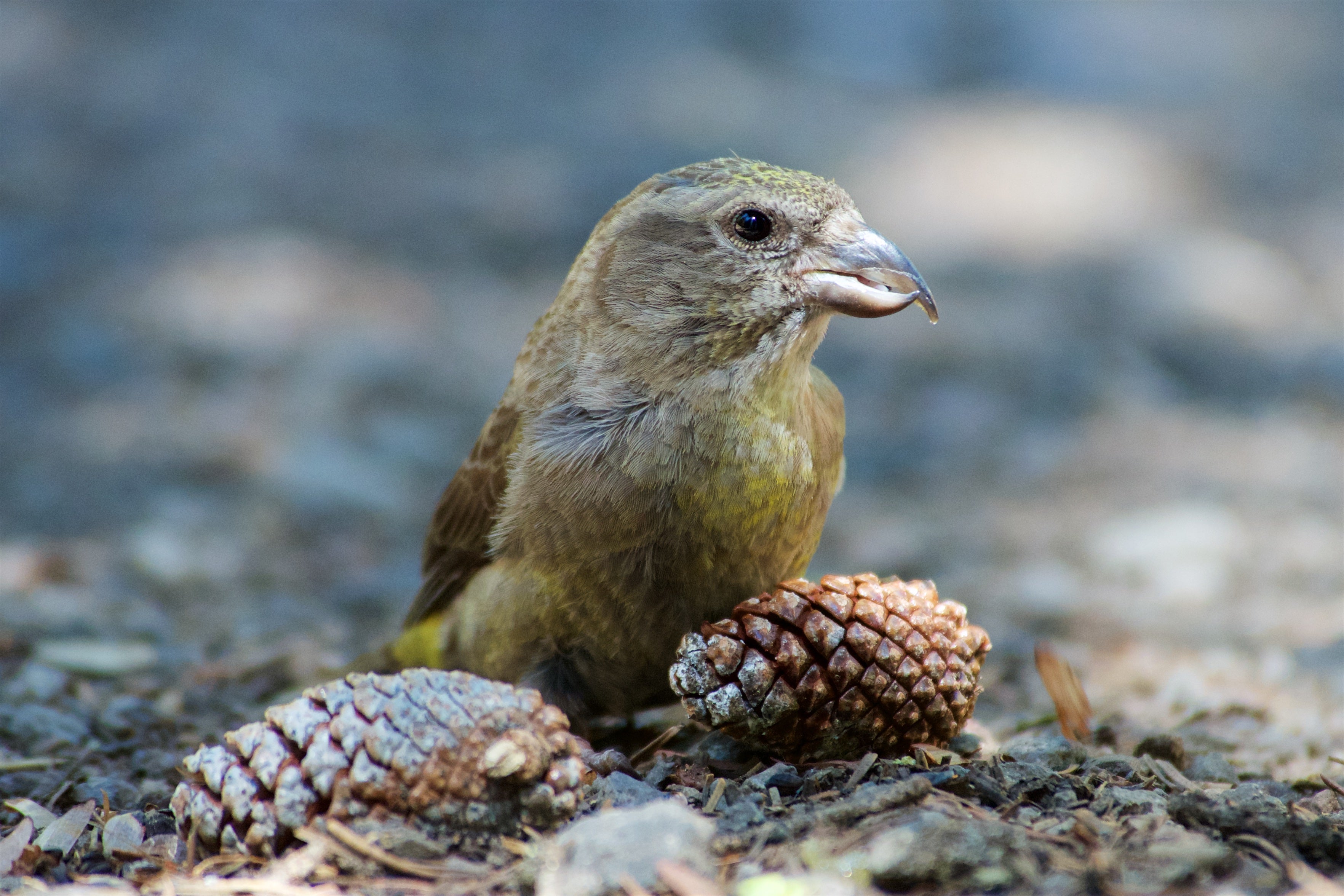 image shows an olive brown crossbill perches on the ground next to a pinecone