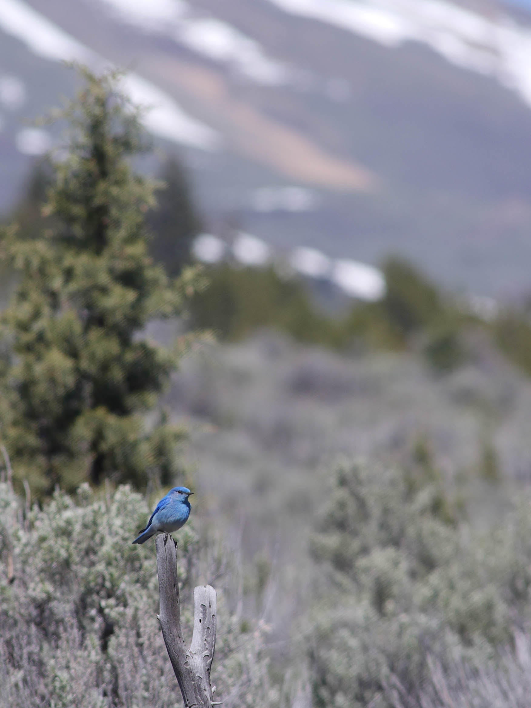 a beautiful sky blue bird perches on top of a dry gray branch. sagebrush, juniper, and a few remaining snowbanks can be seen in the blurry mountains in the background