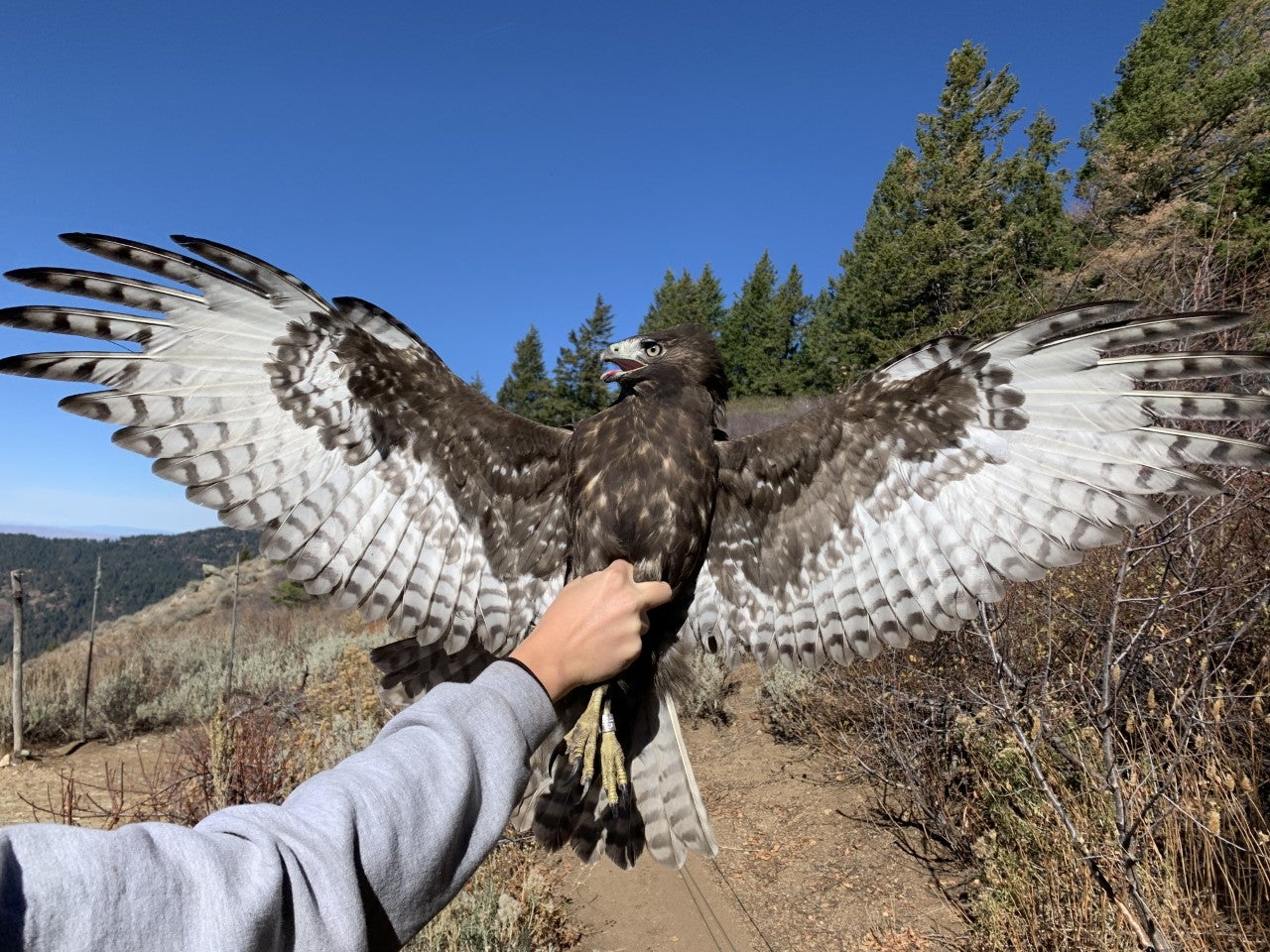 image shows a biologist holding a large raptor as it holds its wings open