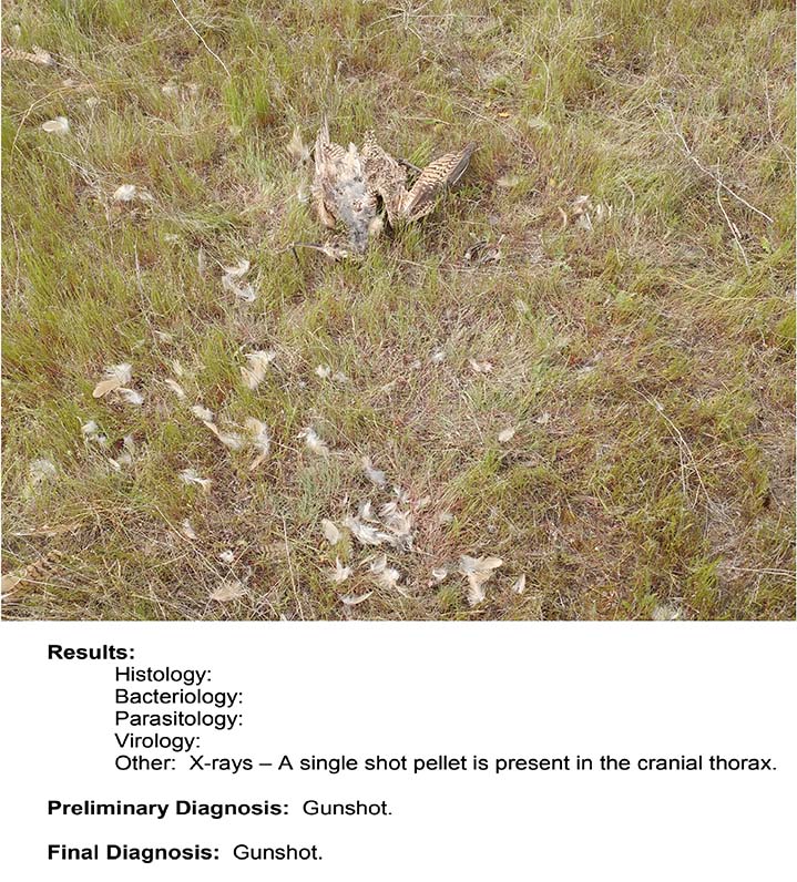 scattered feathers and the dead body of a curlew lay in the grass. Text from the necropsy report below the photo says "cause of death: gunshot"