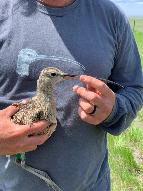 a biologists hand holds the bill of a long billed curlew. His shirt in the background also shows a drawing of a curlew