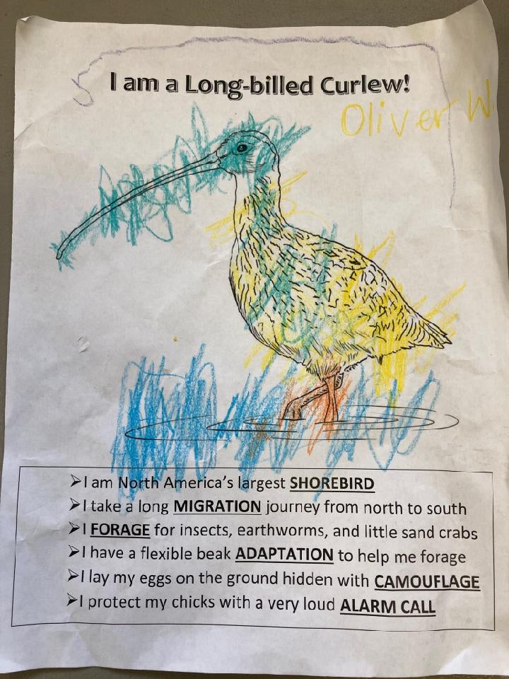 a coloring page with a printout of a Long-billed Curlew is covered in colorful scribbles of crayon: blue, yellow, and orange!