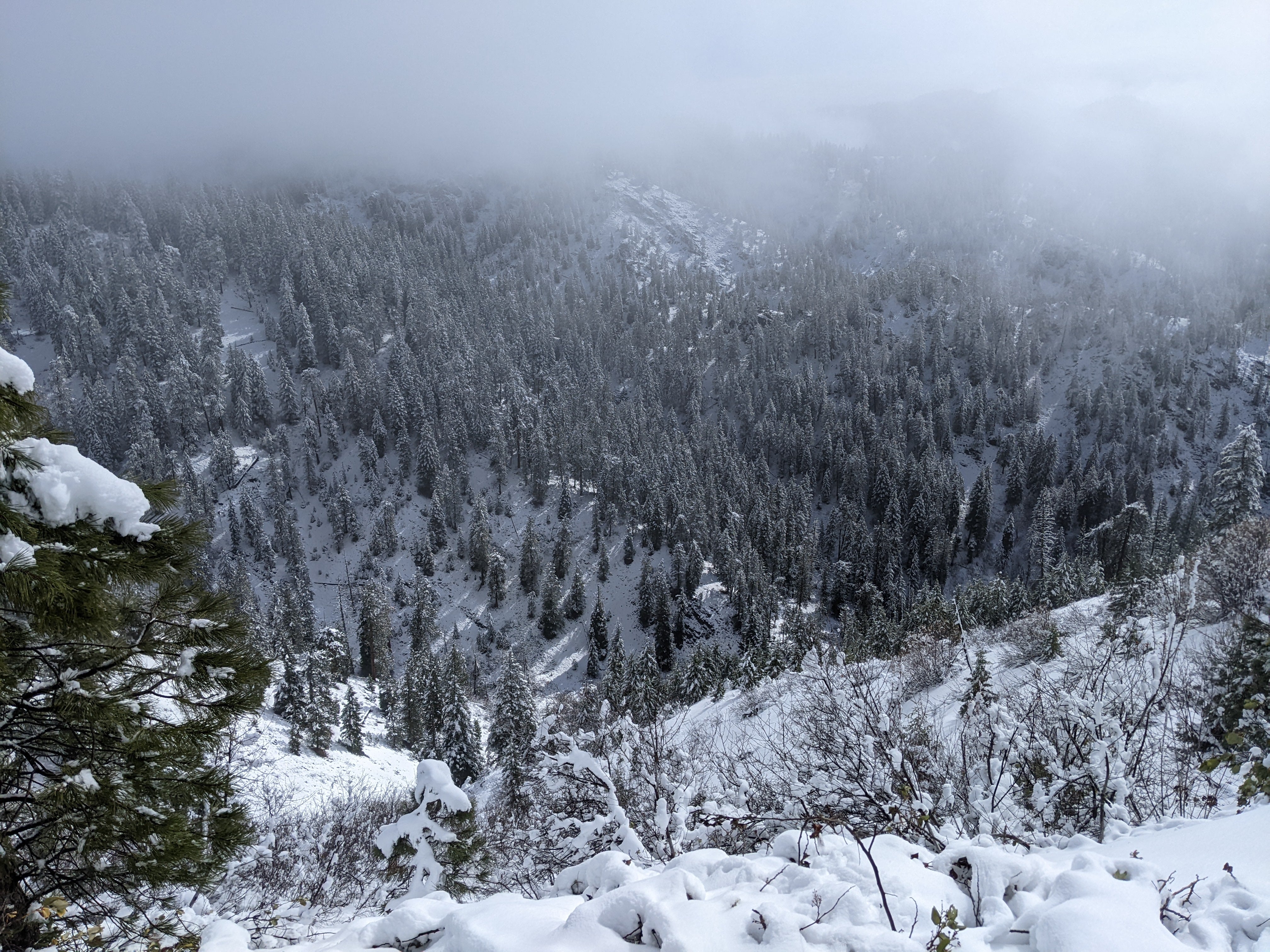 a cold and snowy view looking down through conifer forest. a mist of clouds covers the top of the photo