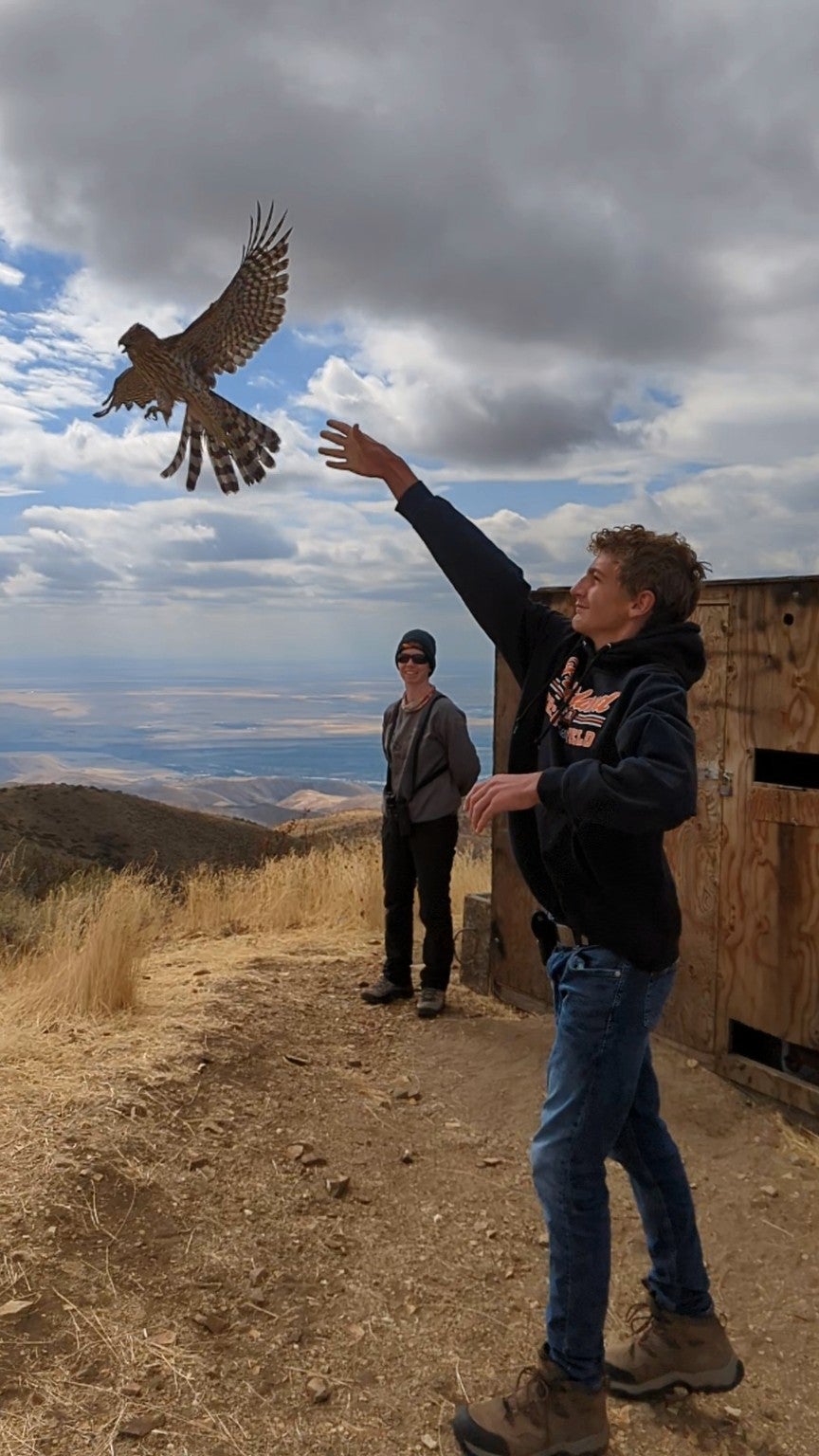 a blonde teen stands on the hilltop at the banding station. His arm is outstretched overhead and a large cooper's hawk is flying away from his hand with spread wings. an IBO biologist stands behind him watching