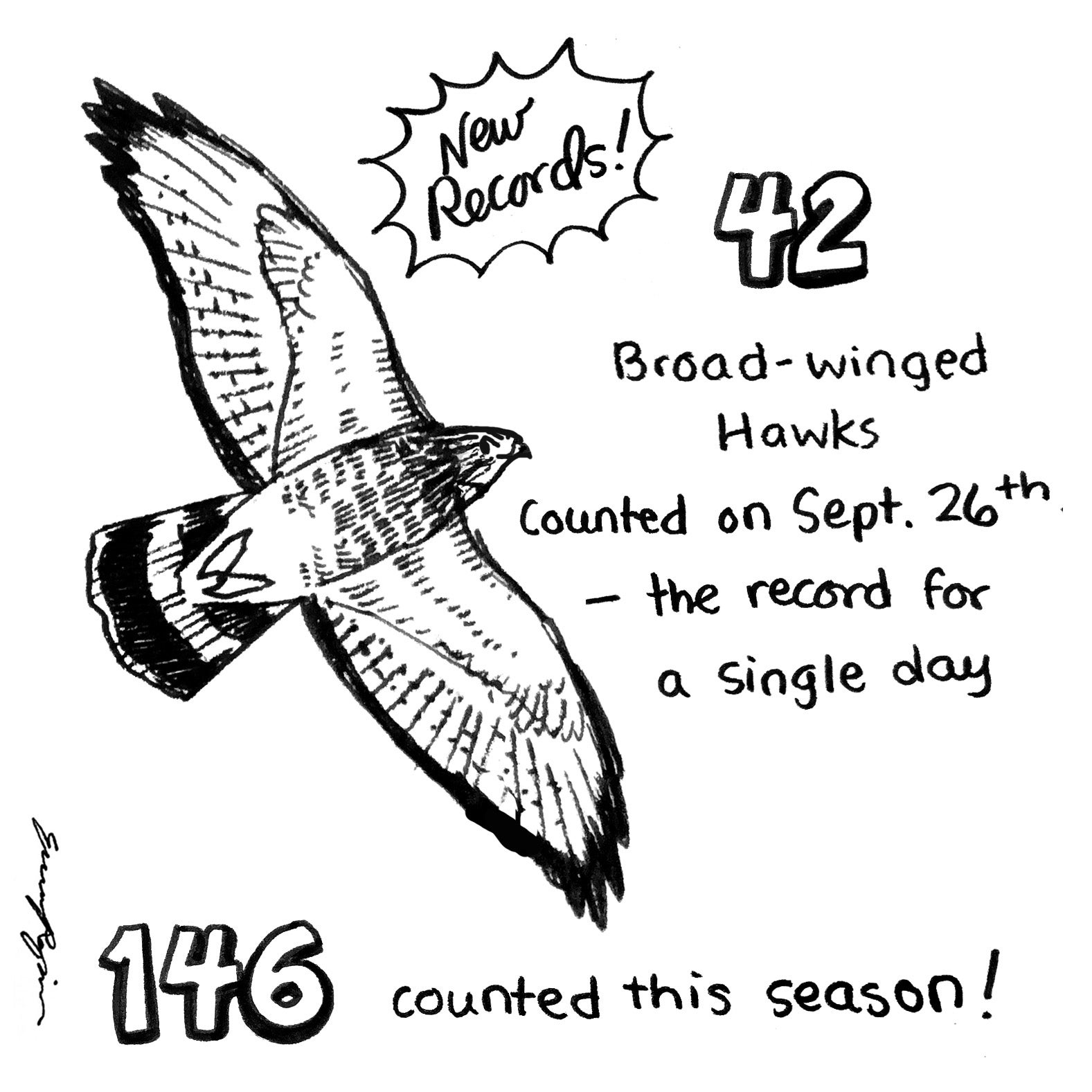 a hand-drawn sketch of a broad-winged hawk. Text around the sketch says "new record!!" with a cartoon-style explosion around it. Writing says "42 broad-winged hawks counted september 26th. the record for a single day. 146 counted this season!"