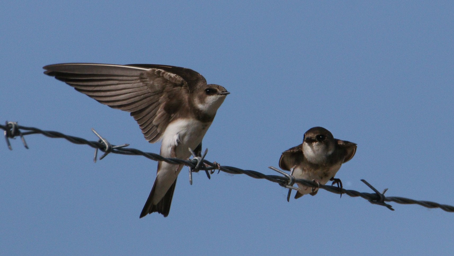 image shows 2 small brown and white birds on a barbed wire fence. One bird has it's wings open an the other one is crouching down