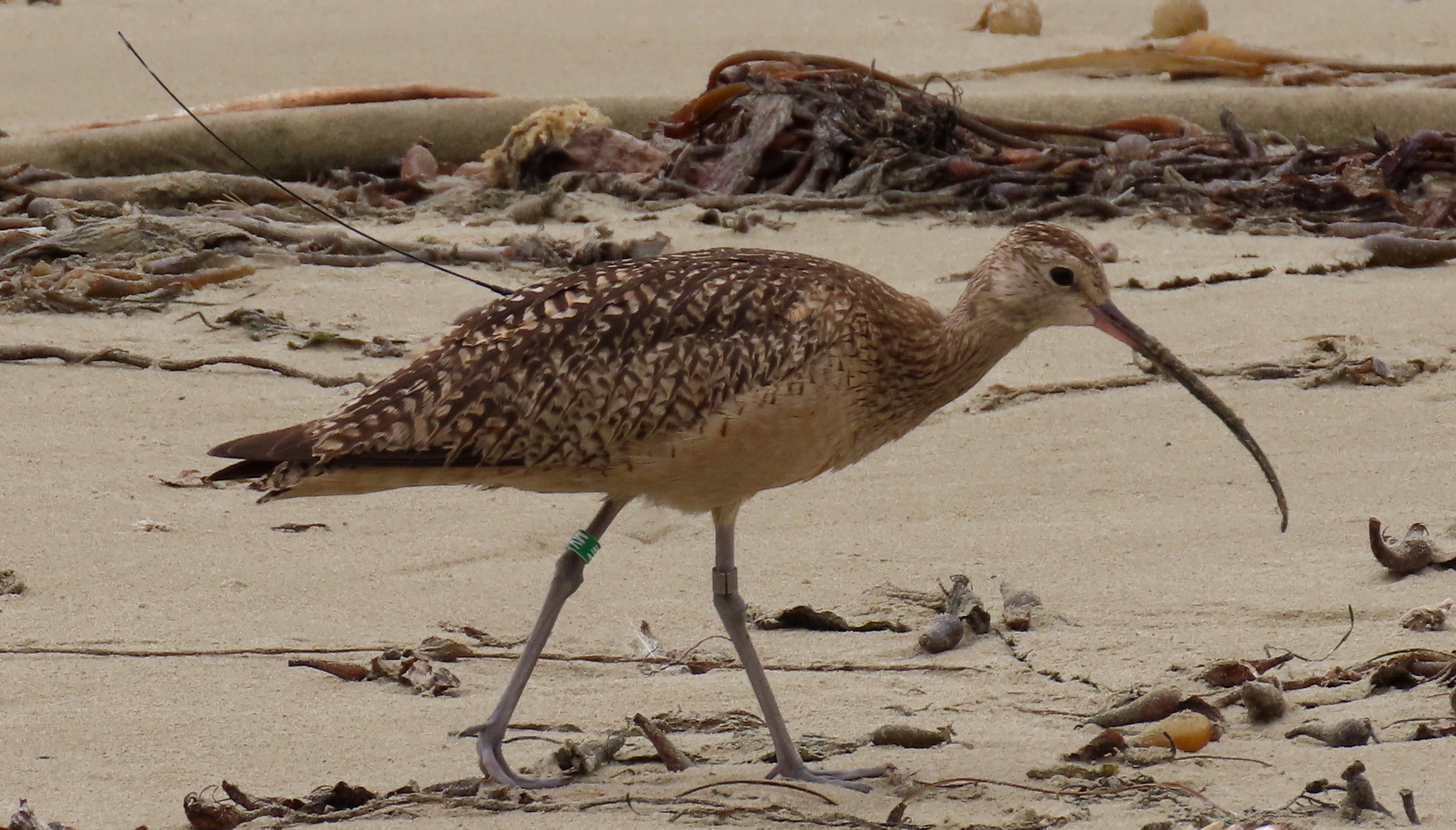 a curlew standing on sand. A thin antenna is visible sticking out from his back feathers. He has a green leg band on one leg and a metal band around the other.