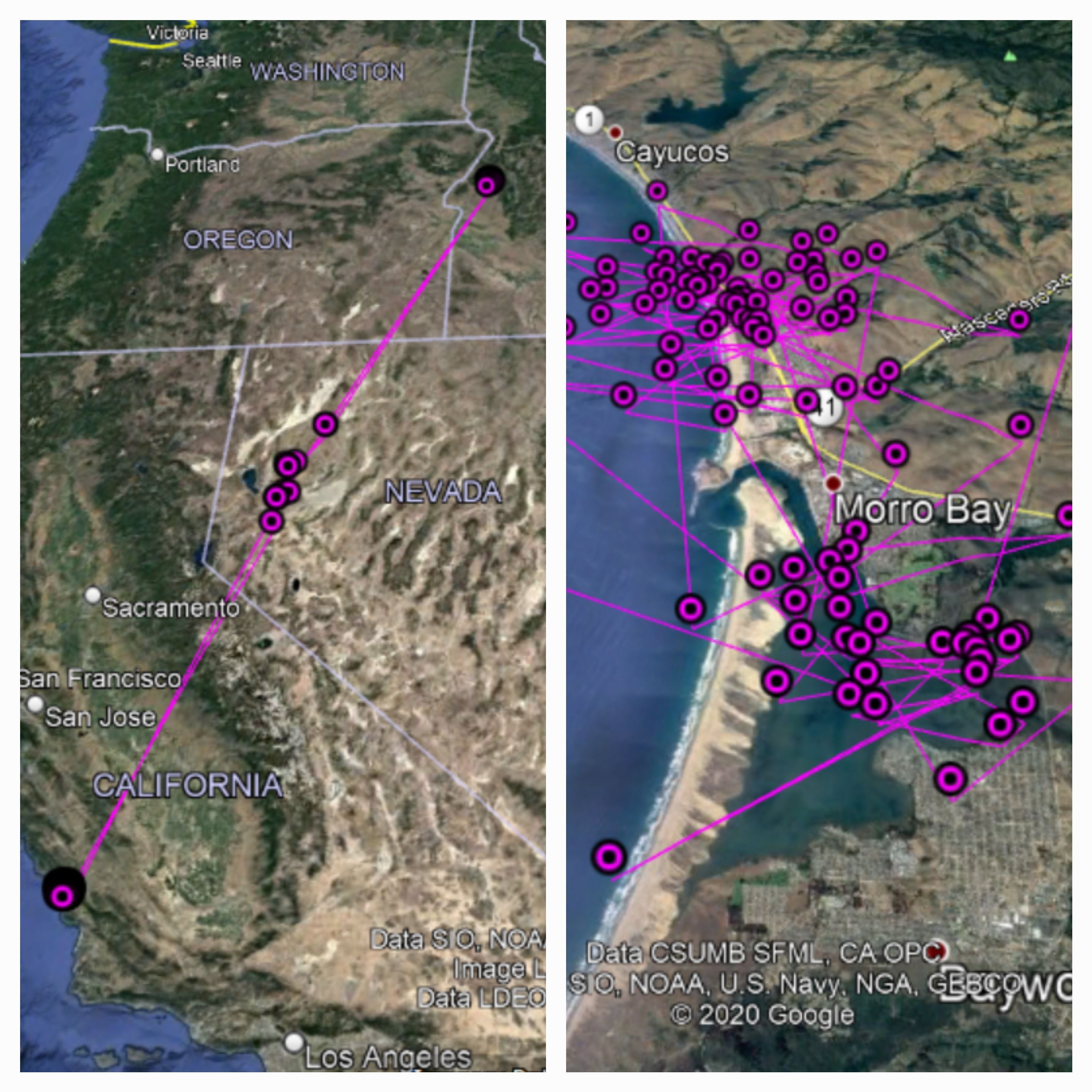 a map shows a zoomed out view of the western USA with a pink line connecting dots between coastal california, western nevada, and west-central idaho. A closeup map shows pink dots marking locations scattered all over Morro Bay California, reaching up to Cayucos to the north and Baywood to the south