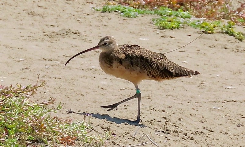 a long-billed curlew standing on sand. You can see the transmitter antenna coming from his back feathers, and a green plastic band around his left leg