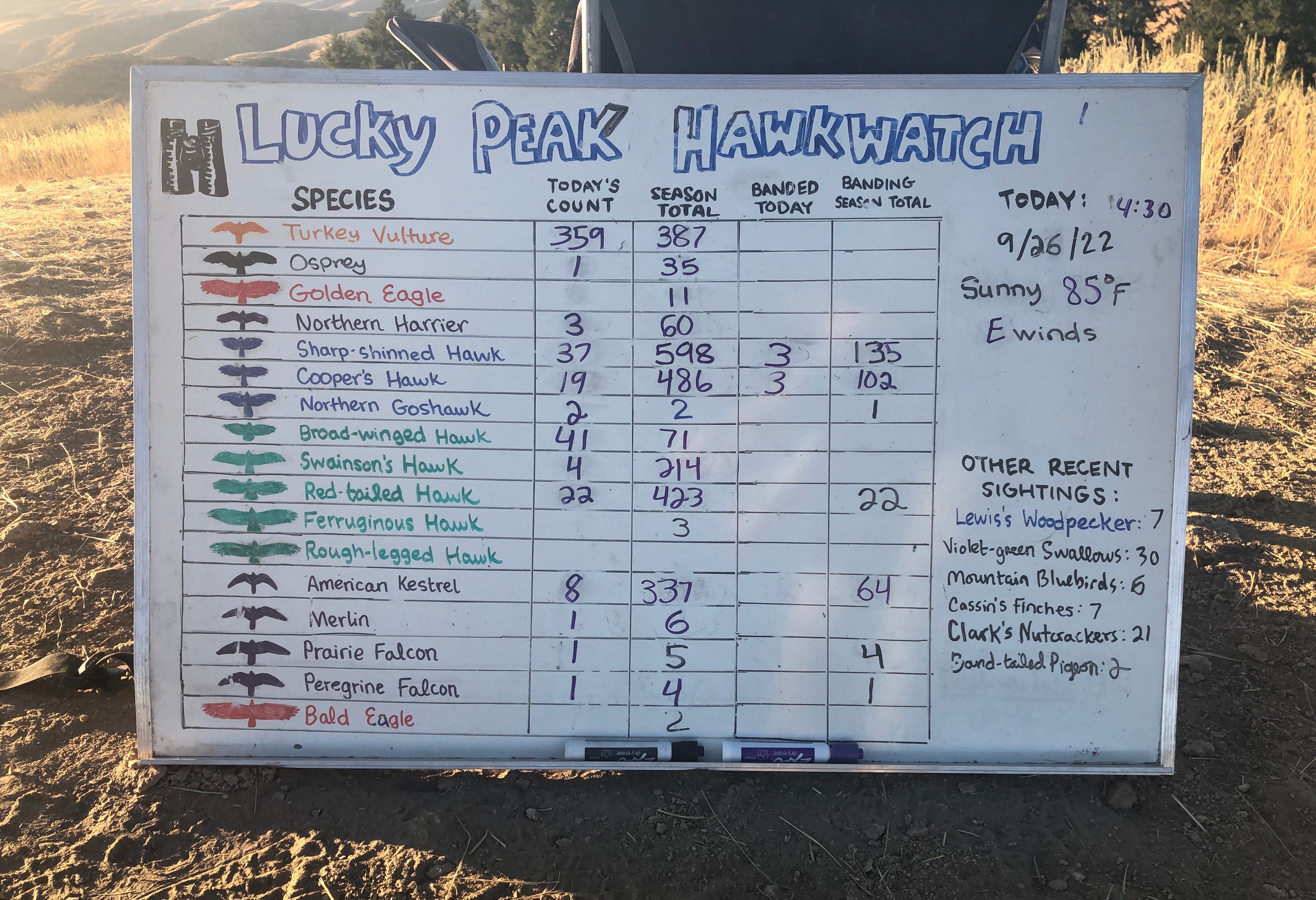 Photo of the Lucky Peak hawk watch whiteboard. It lists the daily and season totals for each species. On the side it lists "other recent sightings: Lewis's Woodpecker 7, Violet-green swallows 30, Mountain Bluebirds 6, Cassin's Finches 7, Clark's Nutcrackers 21, Band-tailed Pigeon 2