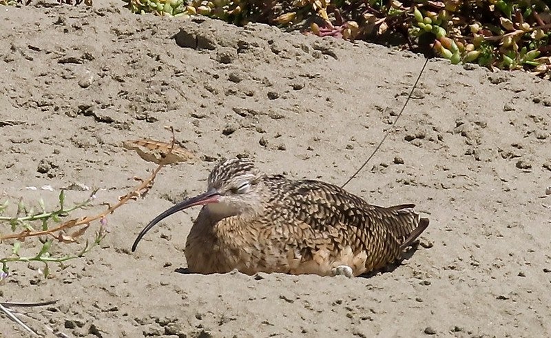 a photo shows Dozer the curlew laying down in the sunshine on a beach. His eyes are closed sleepily and a small transmitter antenna is visible on his back